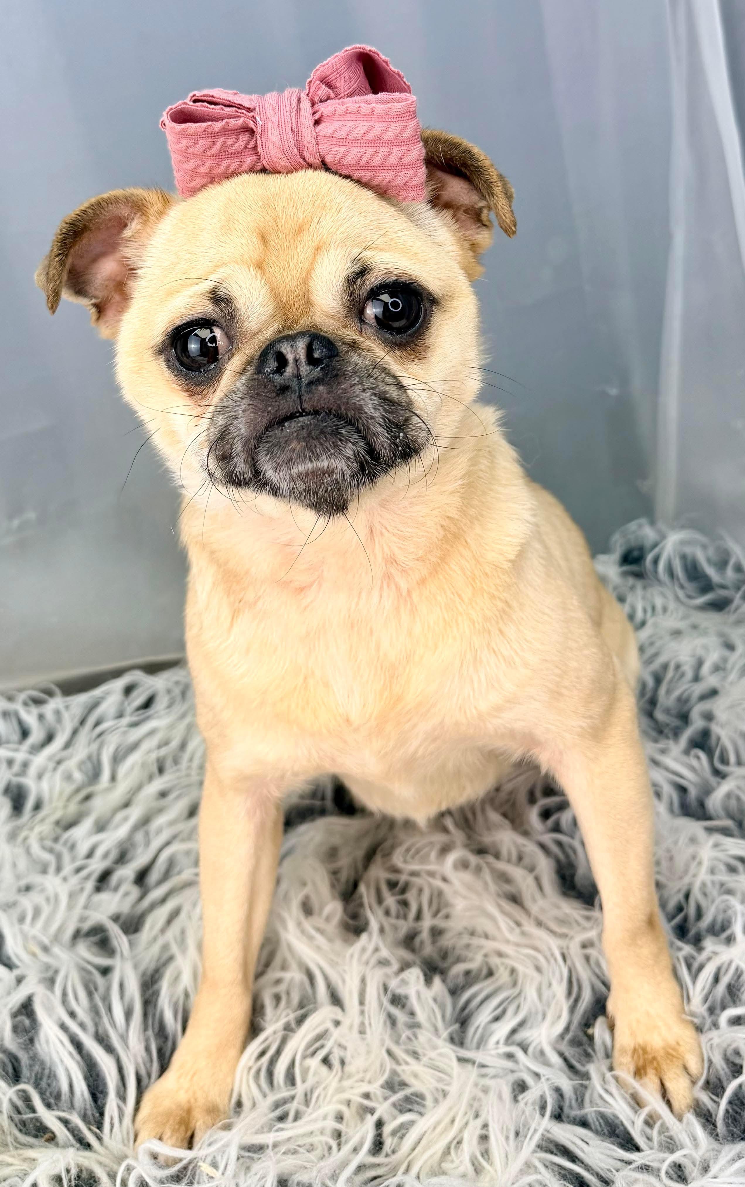 Enlarge Daphne, a Adoptable Pug in Southfield , MI image 4/5