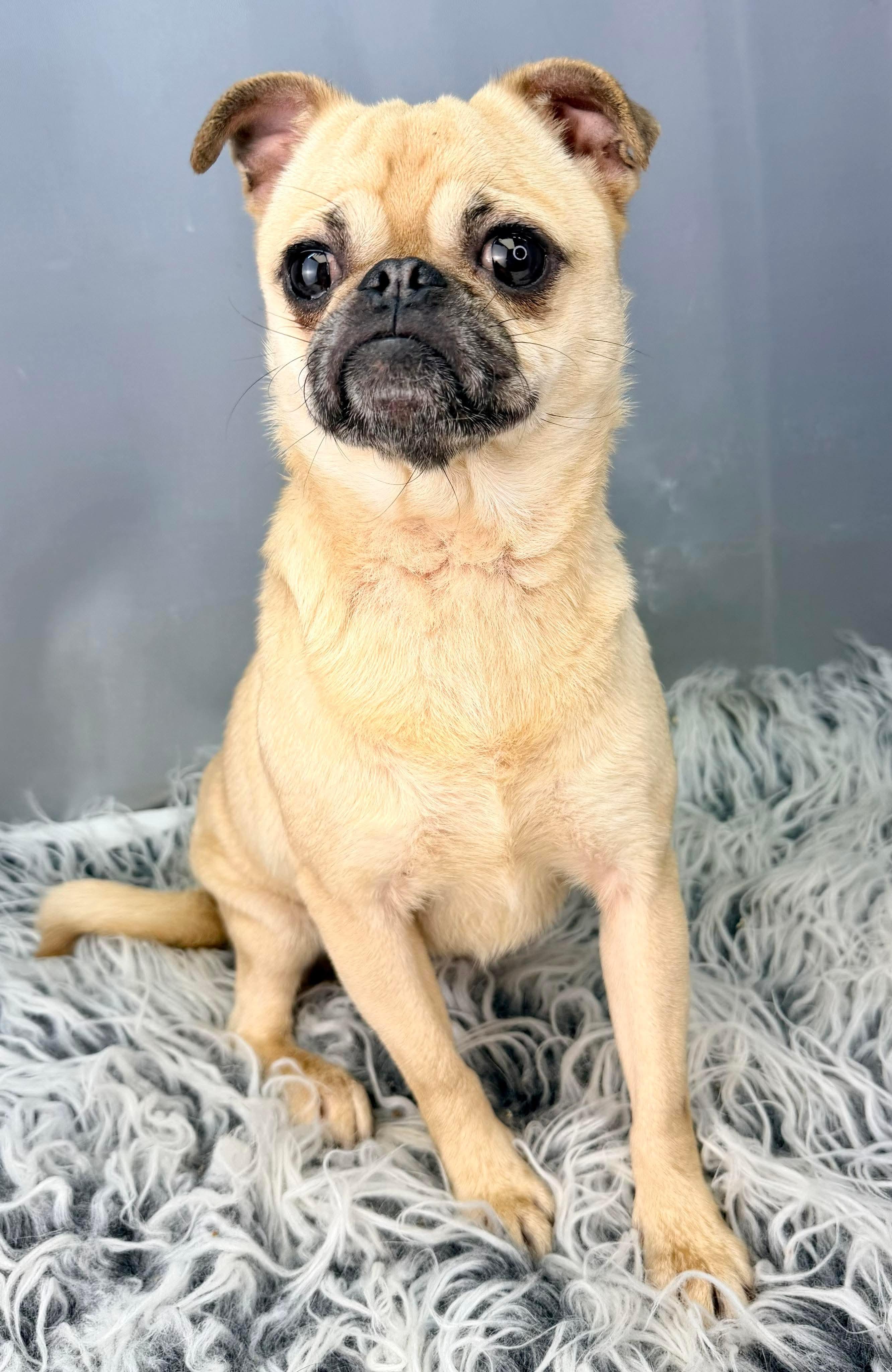 Enlarge Daphne, a Adoptable Pug in Southfield , MI image 3/5