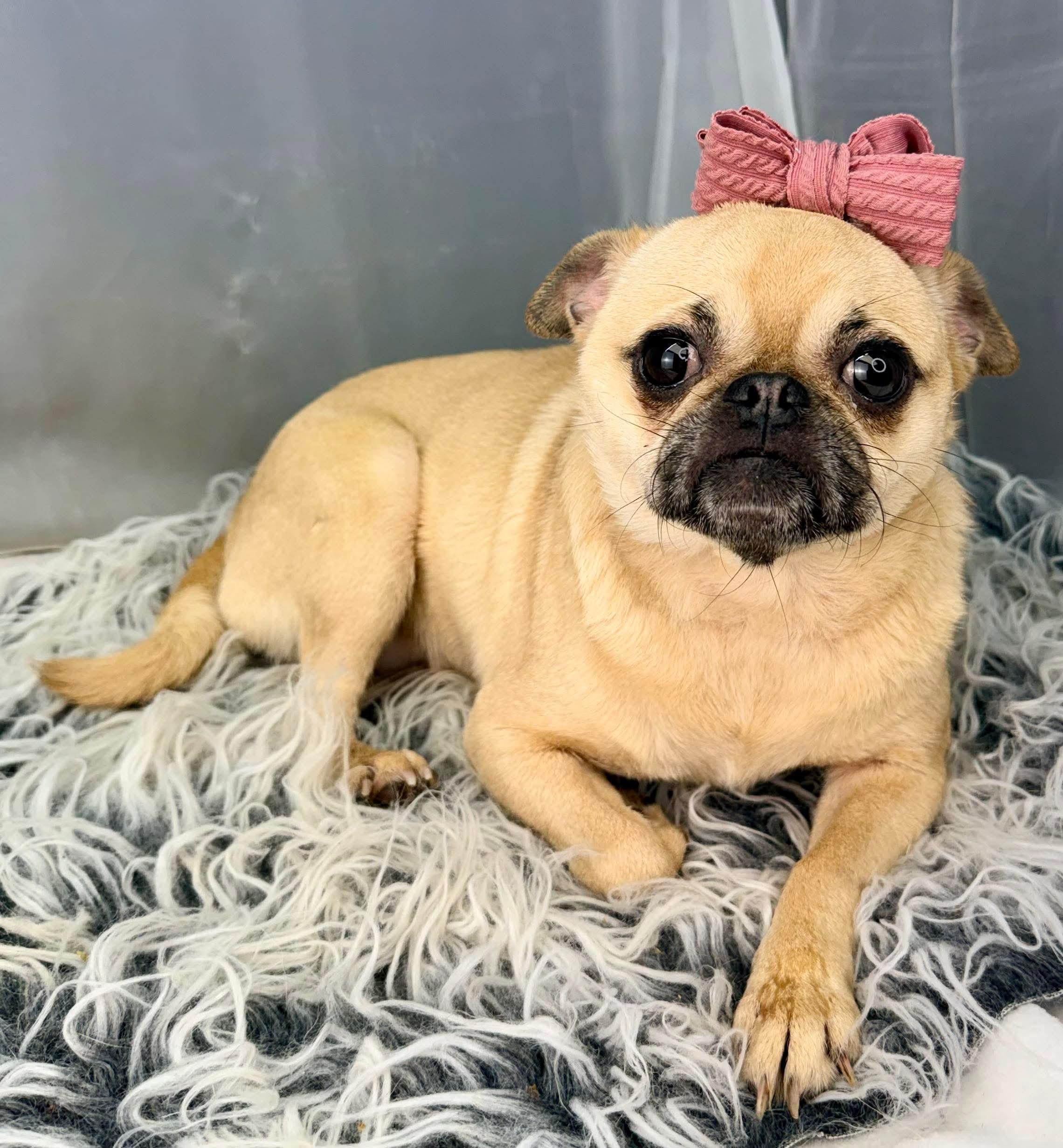 Enlarge Daphne, a Adoptable Pug in Southfield , MI image 2/5