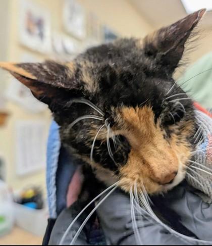 Enlarge KITTY!, a Adoptable mixed breed in Burlington, WA image 1/1