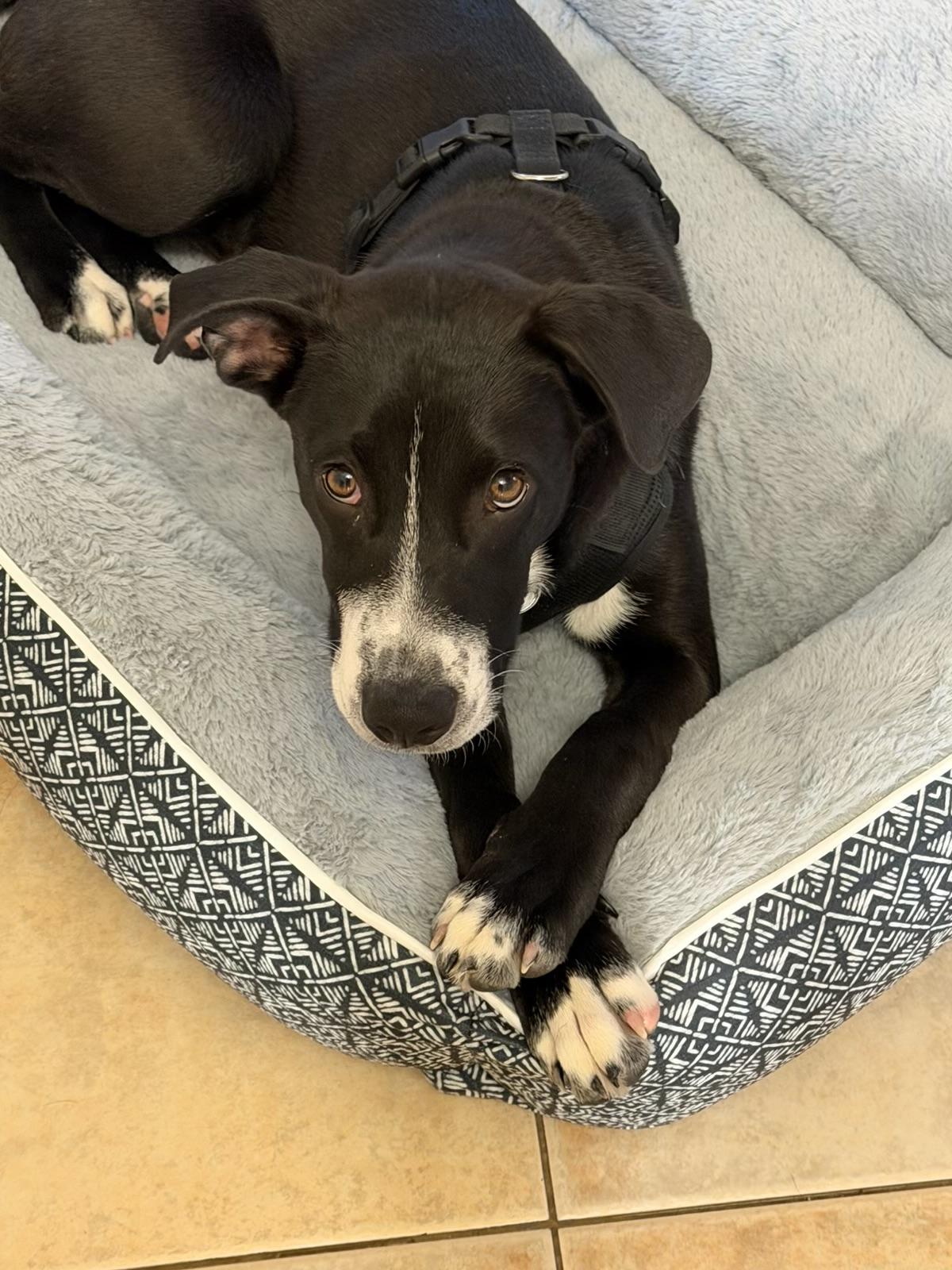 Enlarge Nate, a Adoptable mixed breed in Eatontown, NJ image 6/6