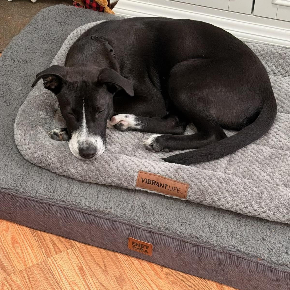 Enlarge Nate, a Adoptable mixed breed in Eatontown, NJ image 5/6