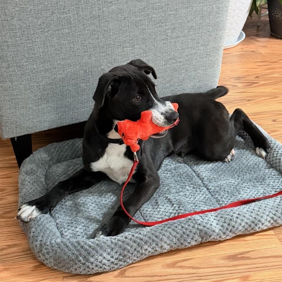 Enlarge Nate, a Adoptable mixed breed in Eatontown, NJ image 3/6