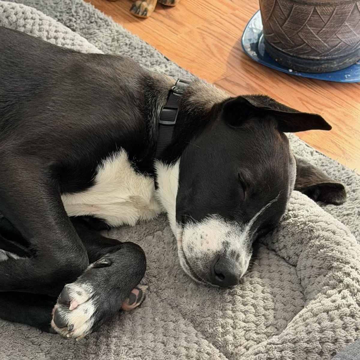 Enlarge Nate, a Adoptable mixed breed in Eatontown, NJ image 4/6