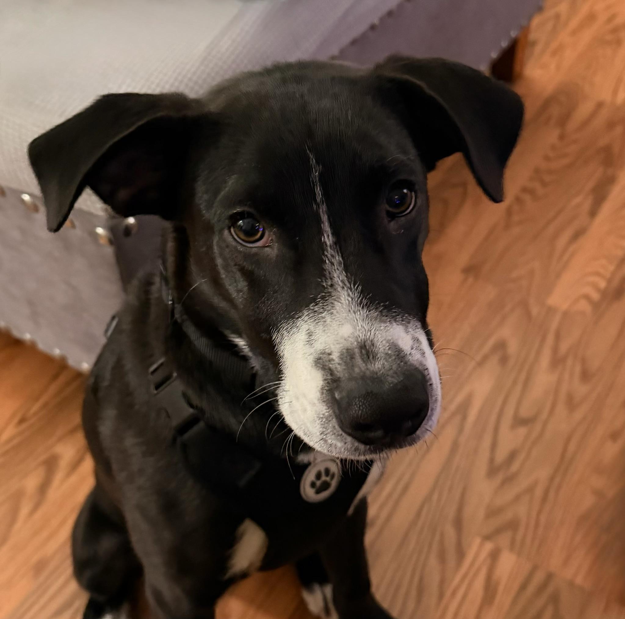 Enlarge Nate, a Adoptable mixed breed in Eatontown, NJ image 1/6