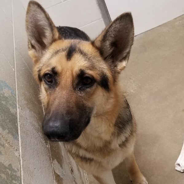 LEO, Adoptable, Young Male German Shepherd Dog.