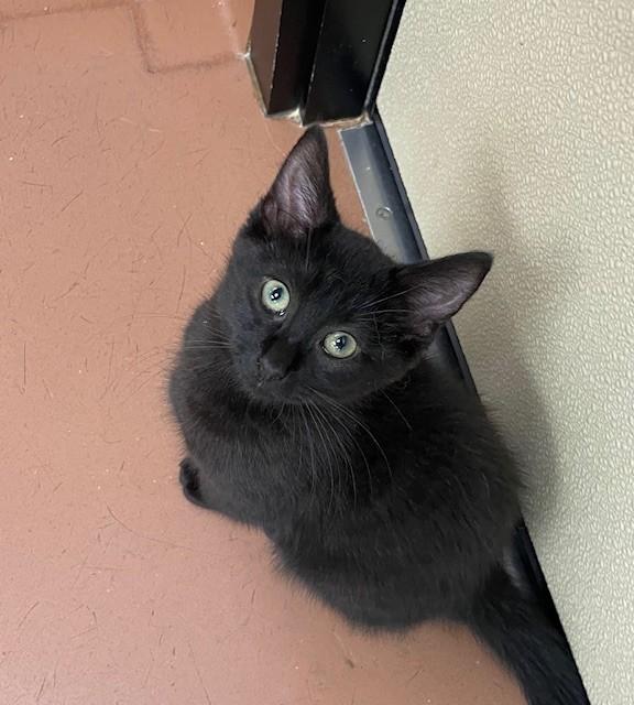 Katydid, adopted, Young Female Domestic Short Hair.