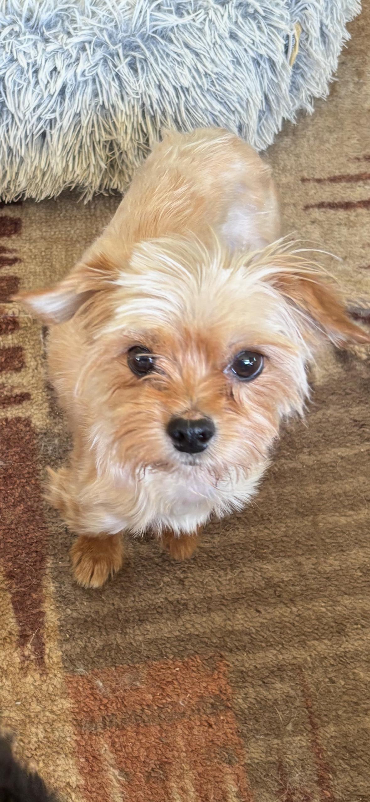 Lizzy, an adoptable Yorkshire Terrier in Eighty Four, PA image 1/2