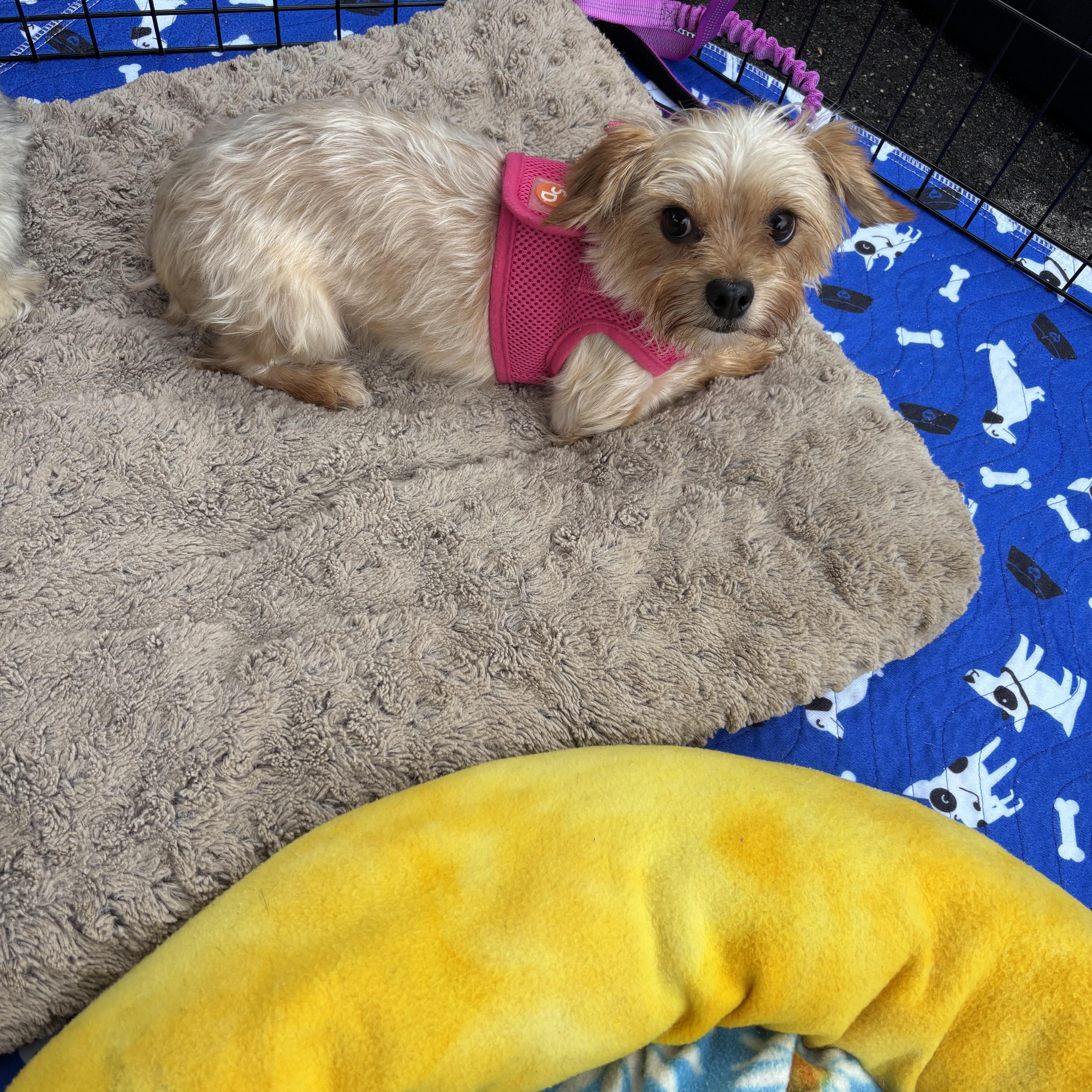 Lizzy, an adoptable Yorkshire Terrier in Eighty Four, PA image 2/2