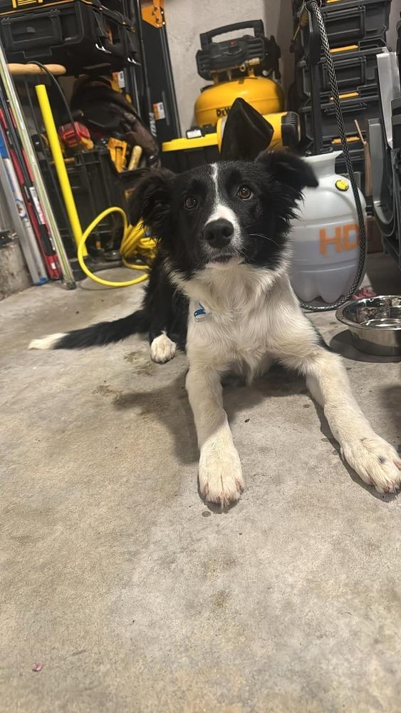 Nell CA #5237, Adoptable, Young Female Border Collie.