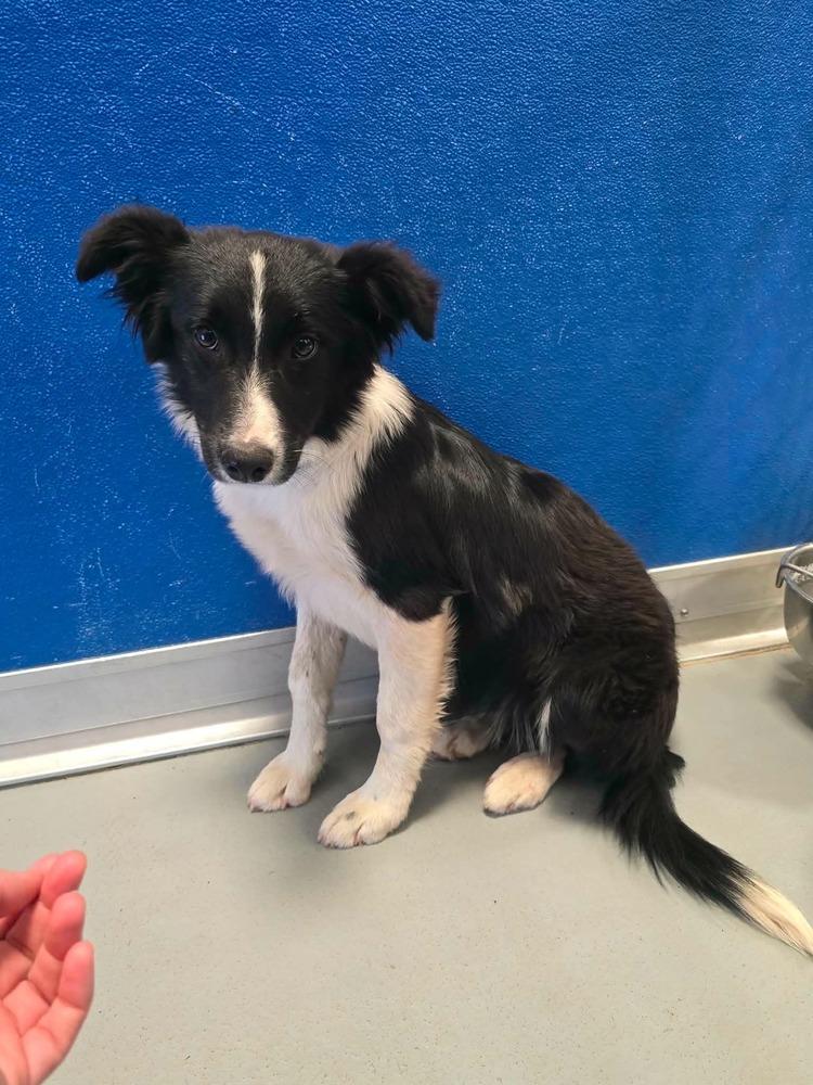 Enlarge Nell CA #5237, a Adoptable mixed breed in Redwood Estates, CA image 4/6