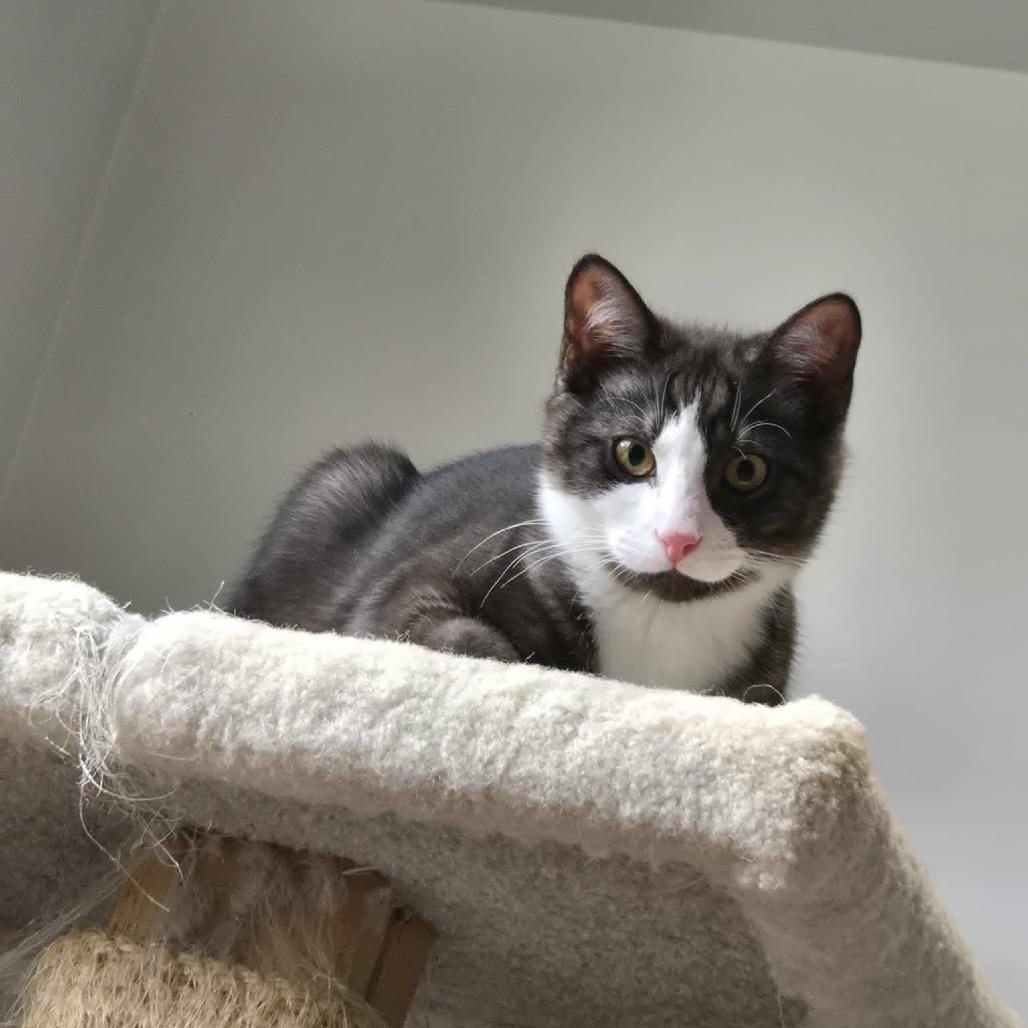 Nigel, Adoptable, Kitten Male Domestic Short Hair.