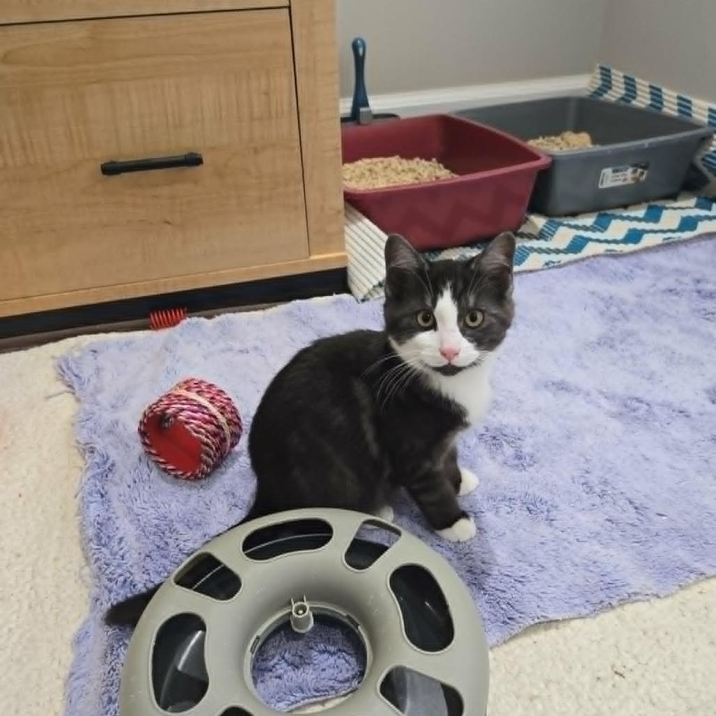 Enlarge Nigel, a Adoptable Domestic Short Hair in Abbotsford, BC image 2/2