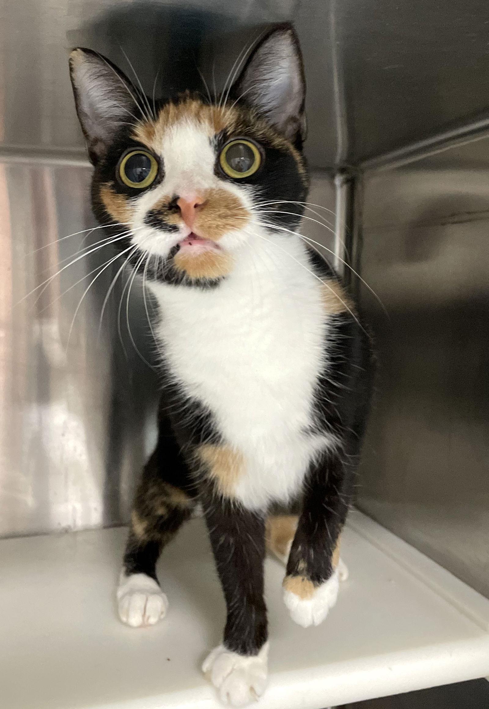 Venus, Adoptable, Young Female Tortoiseshell.