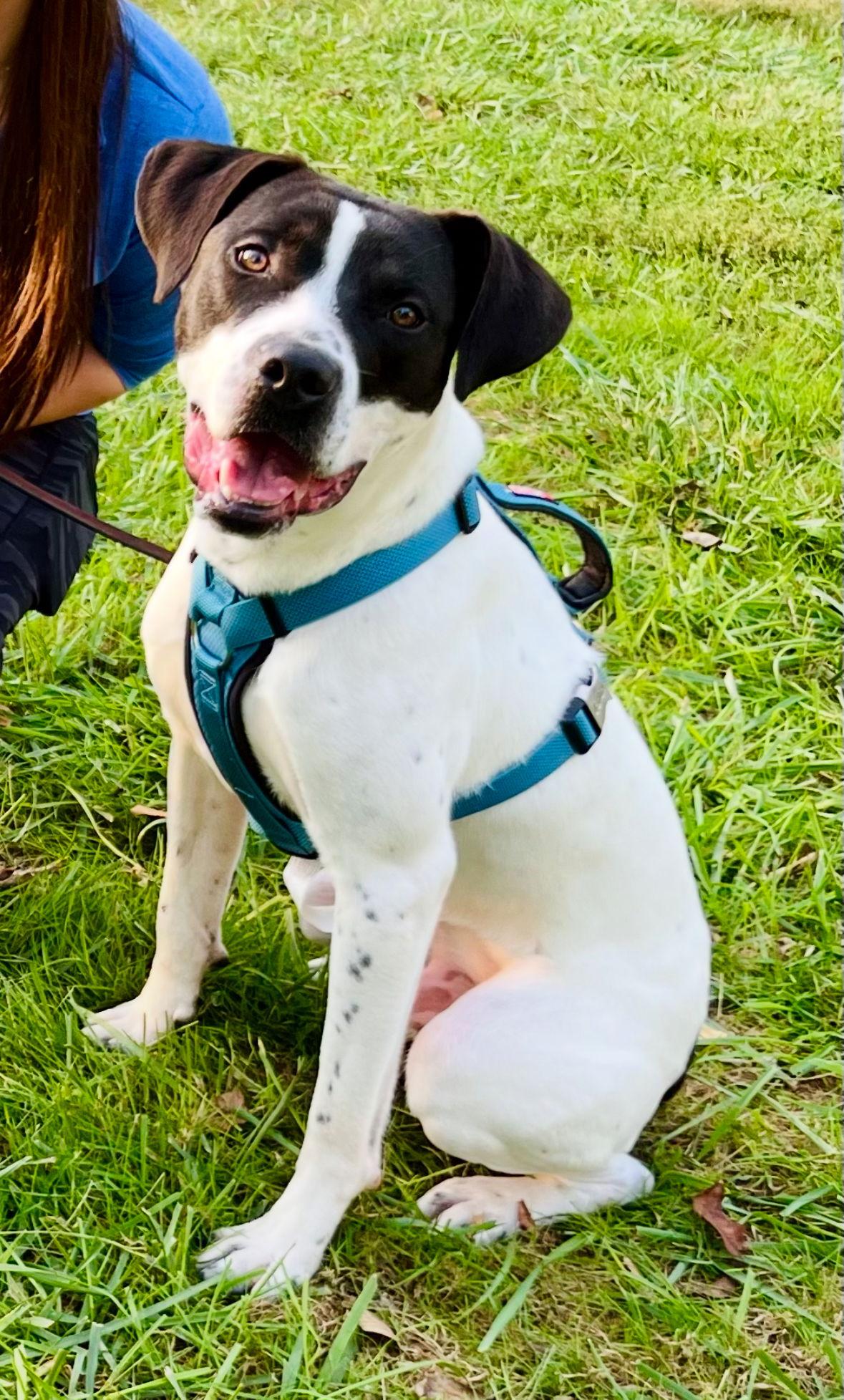 Enlarge Charlie, a Adoptable mixed breed in Columbus, IN image 1/3