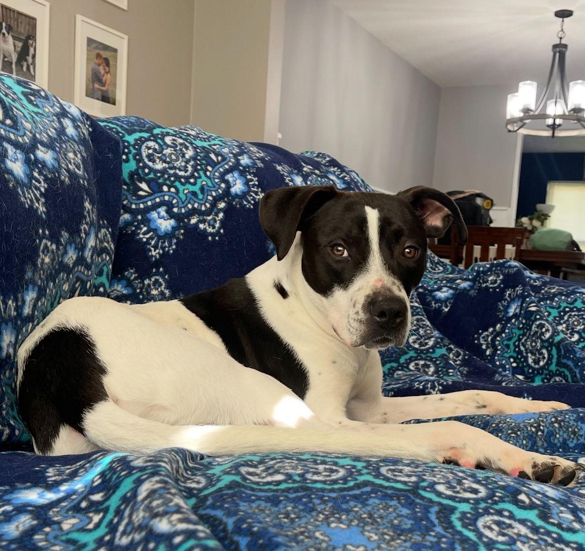 Enlarge Charlie, a Adoptable mixed breed in Columbus, IN image 3/3