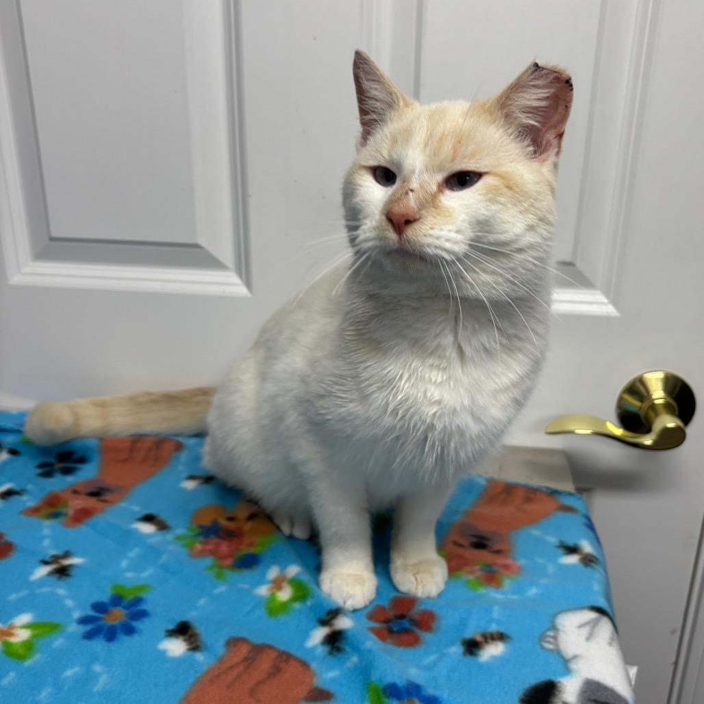 Roly Poly thumbnail 2