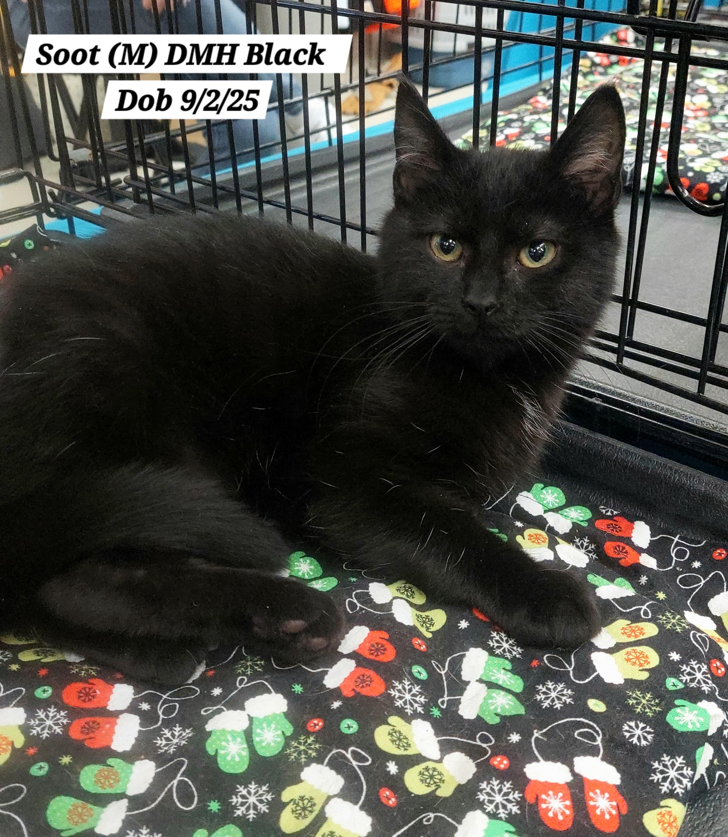 Soot, ADOPTABLE, Kitten Male Domestic Medium Hair.