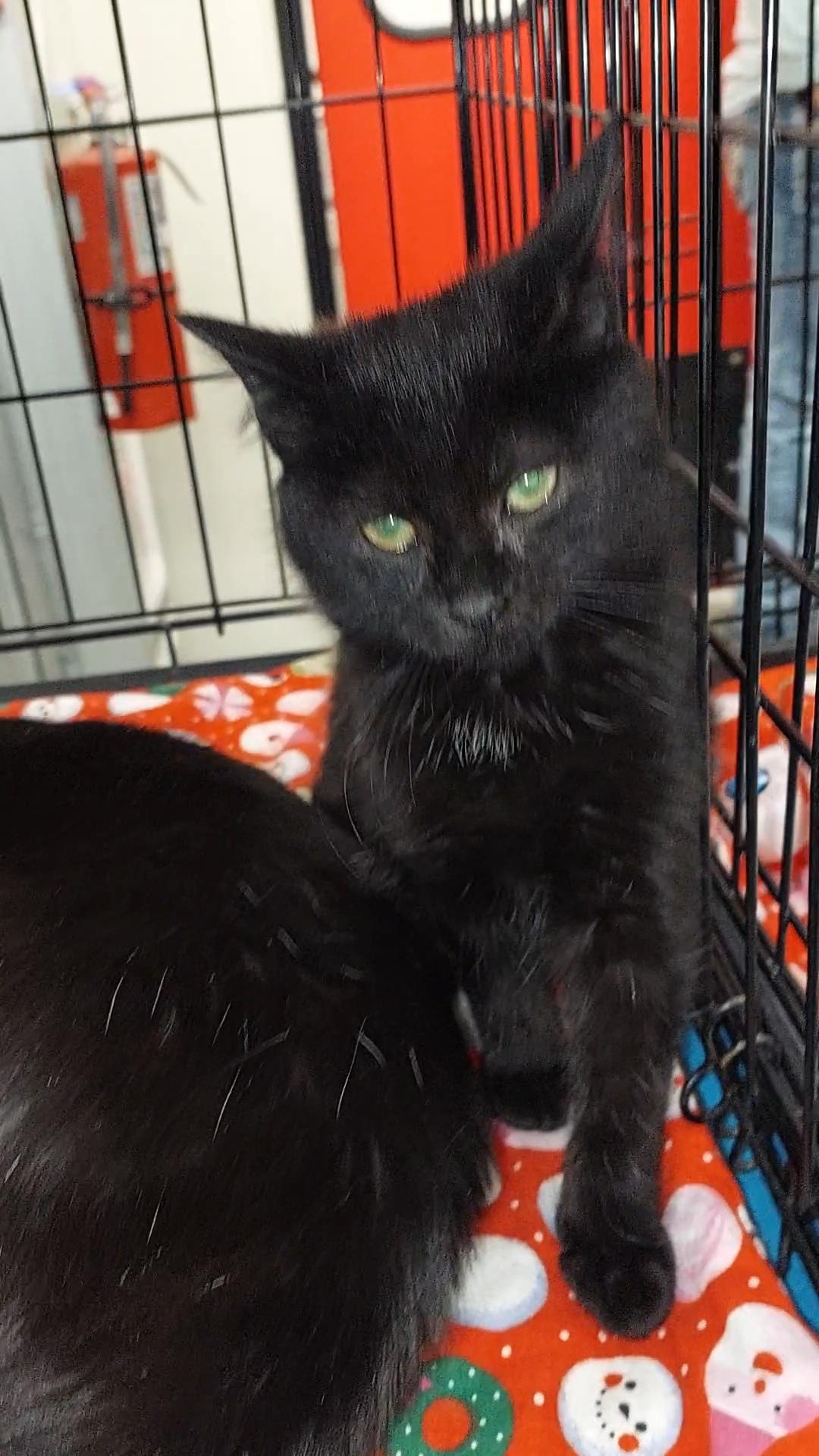Enlarge Soot, a ADOPTABLE Domestic Medium Hair in Morganton, NC image 6/6