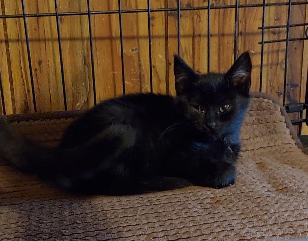 Enlarge Soot, a ADOPTABLE Domestic Medium Hair in Morganton, NC image 4/6