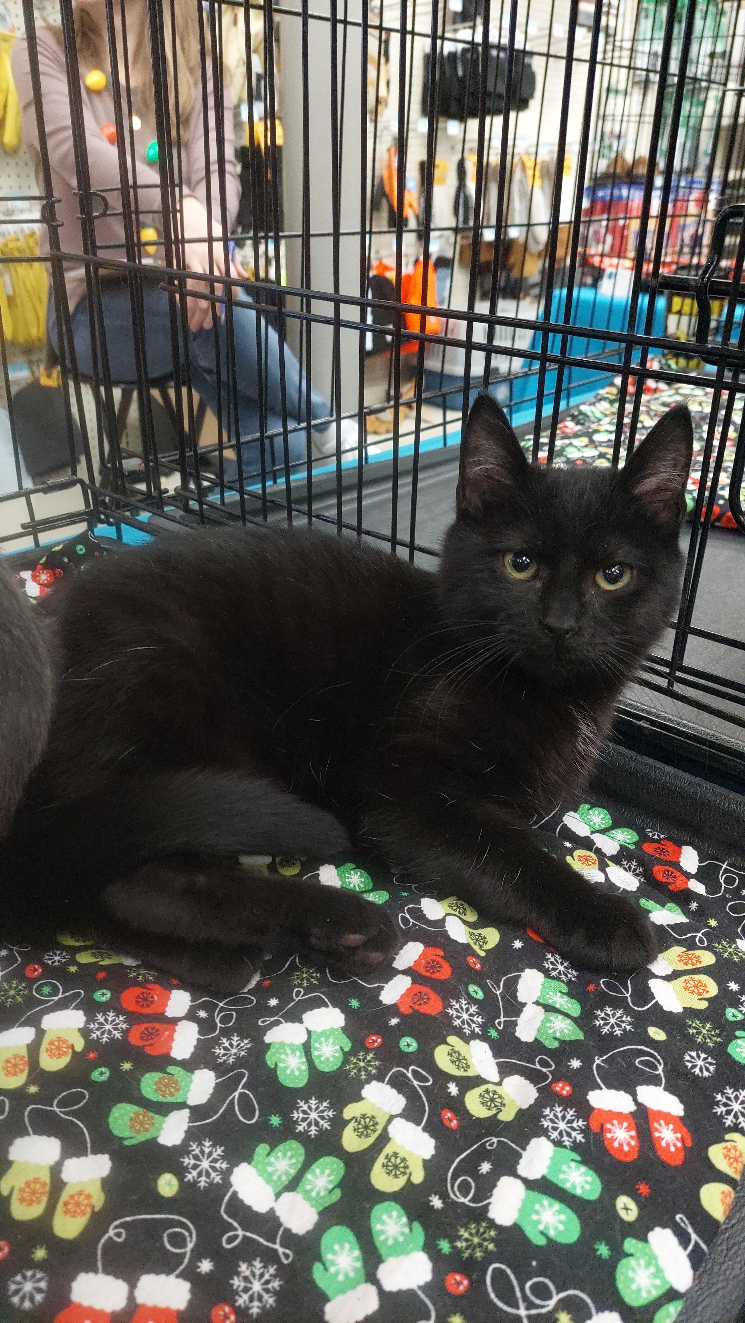 Enlarge Soot, a ADOPTABLE Domestic Medium Hair in Morganton, NC image 2/6