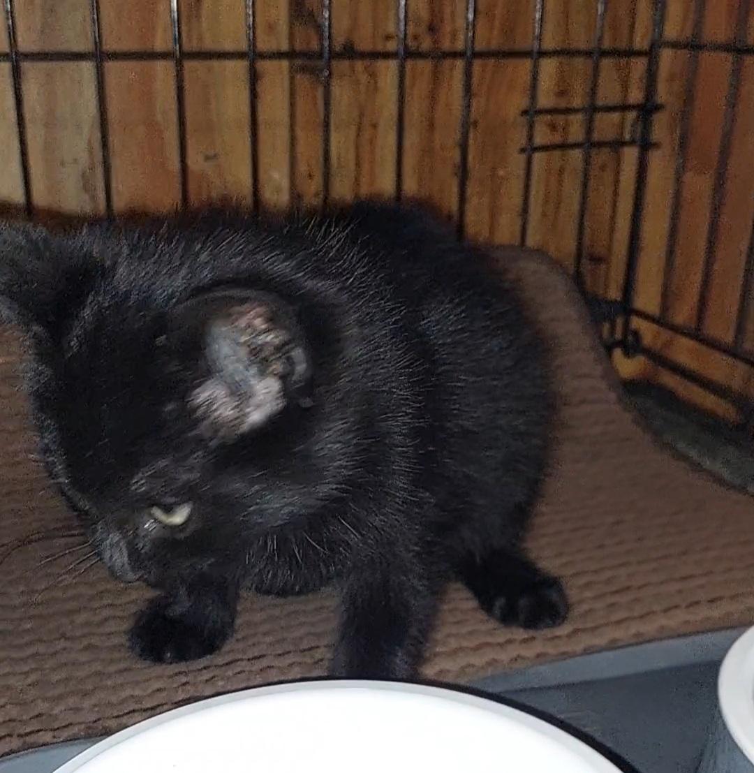 Enlarge Soot, a ADOPTABLE Domestic Medium Hair in Morganton, NC image 5/6