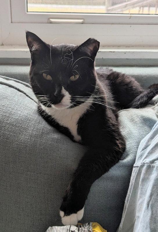 Mao, a Adoptable Tuxedo in Ocala, FL image 1/3