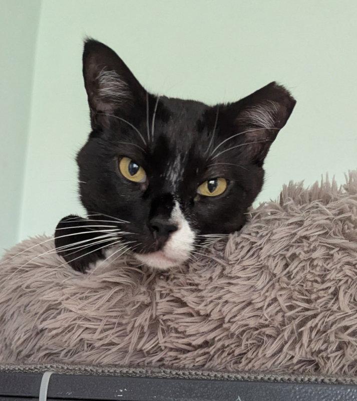 Mao, a Adoptable Tuxedo in Ocala, FL image 2/3