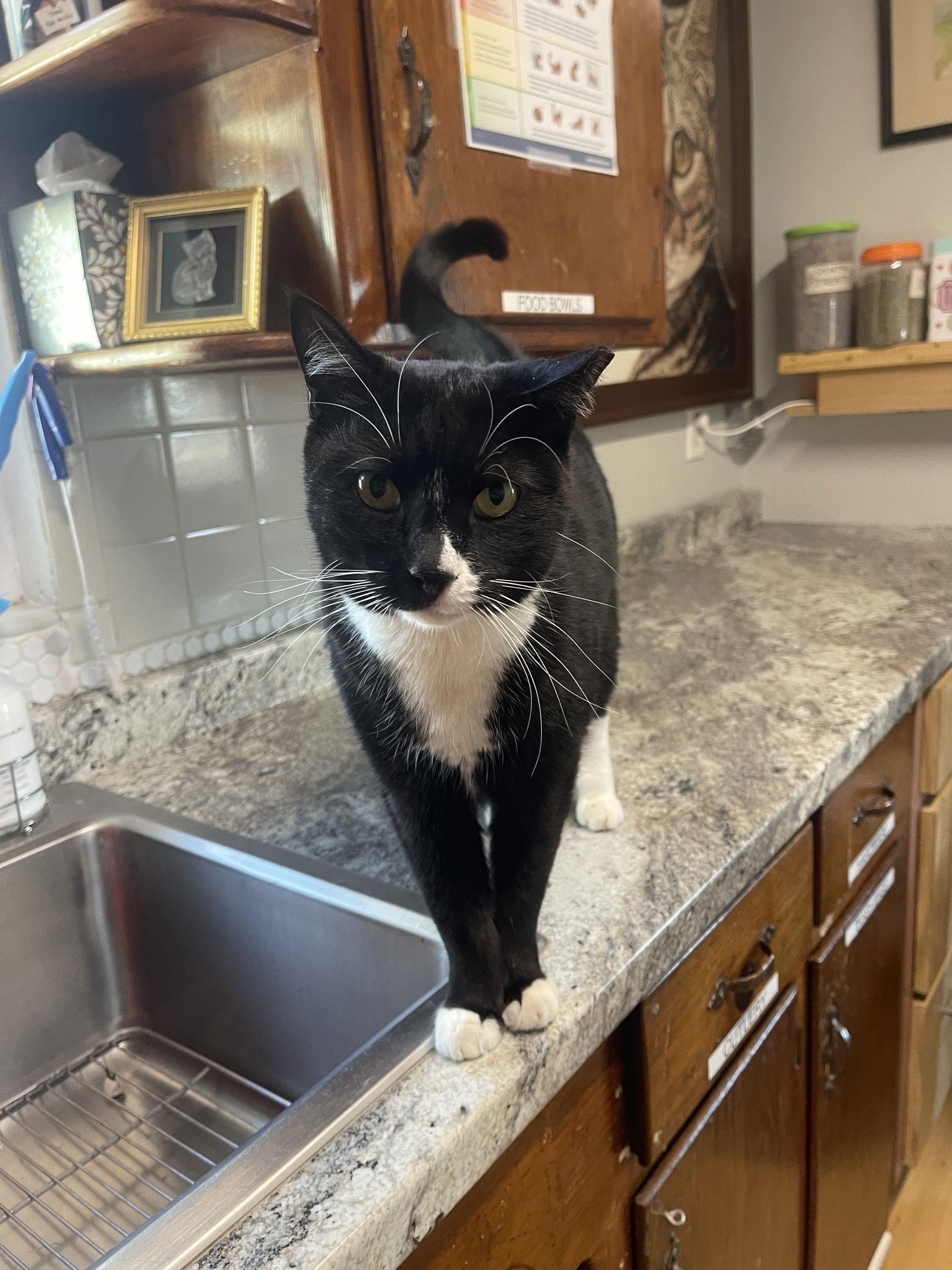Mao, a Adoptable Tuxedo in Ocala, FL image 3/3