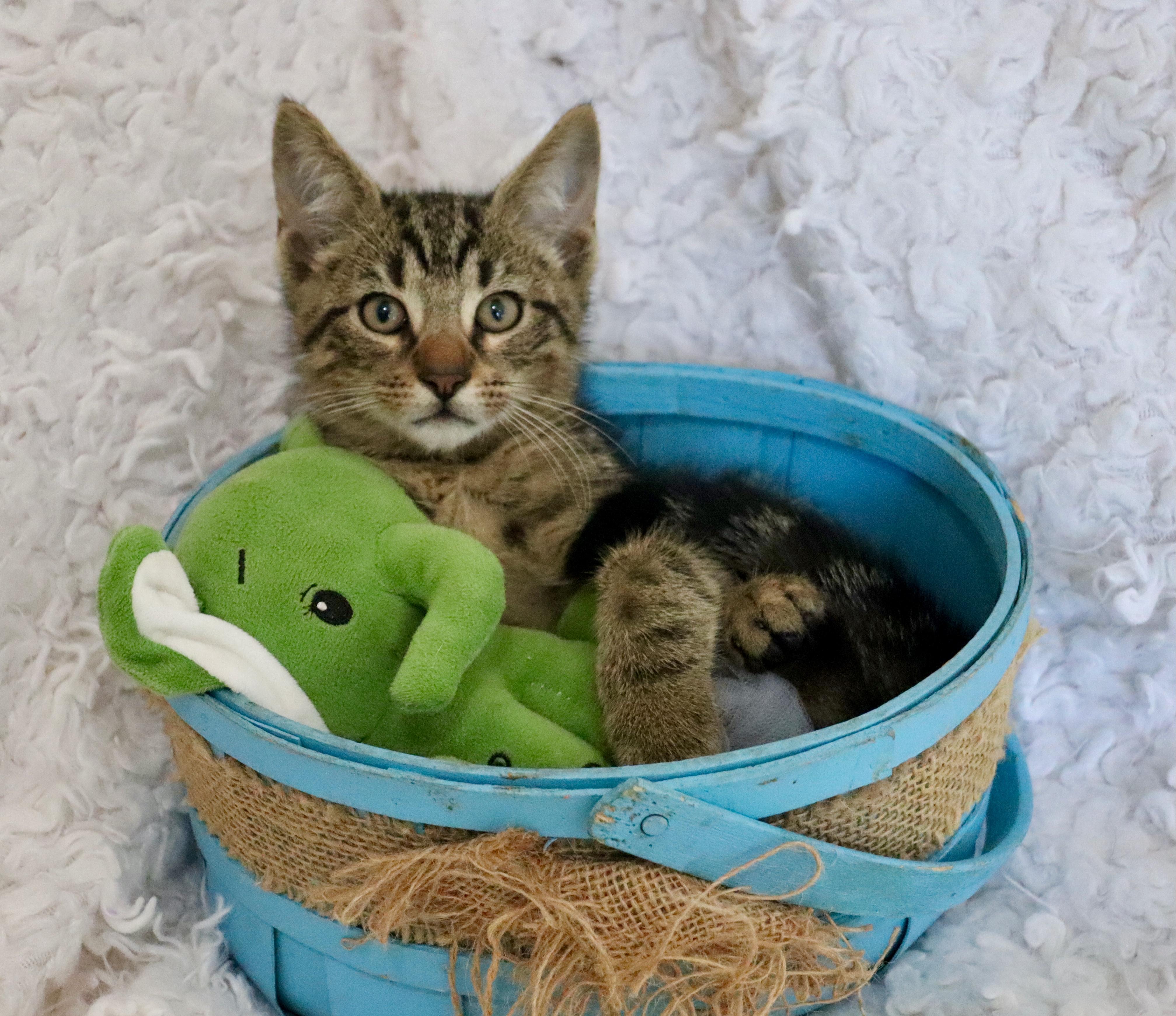 Enlarge Mimosa, an adopted mixed breed in Saint Augustine, FL image 4/6