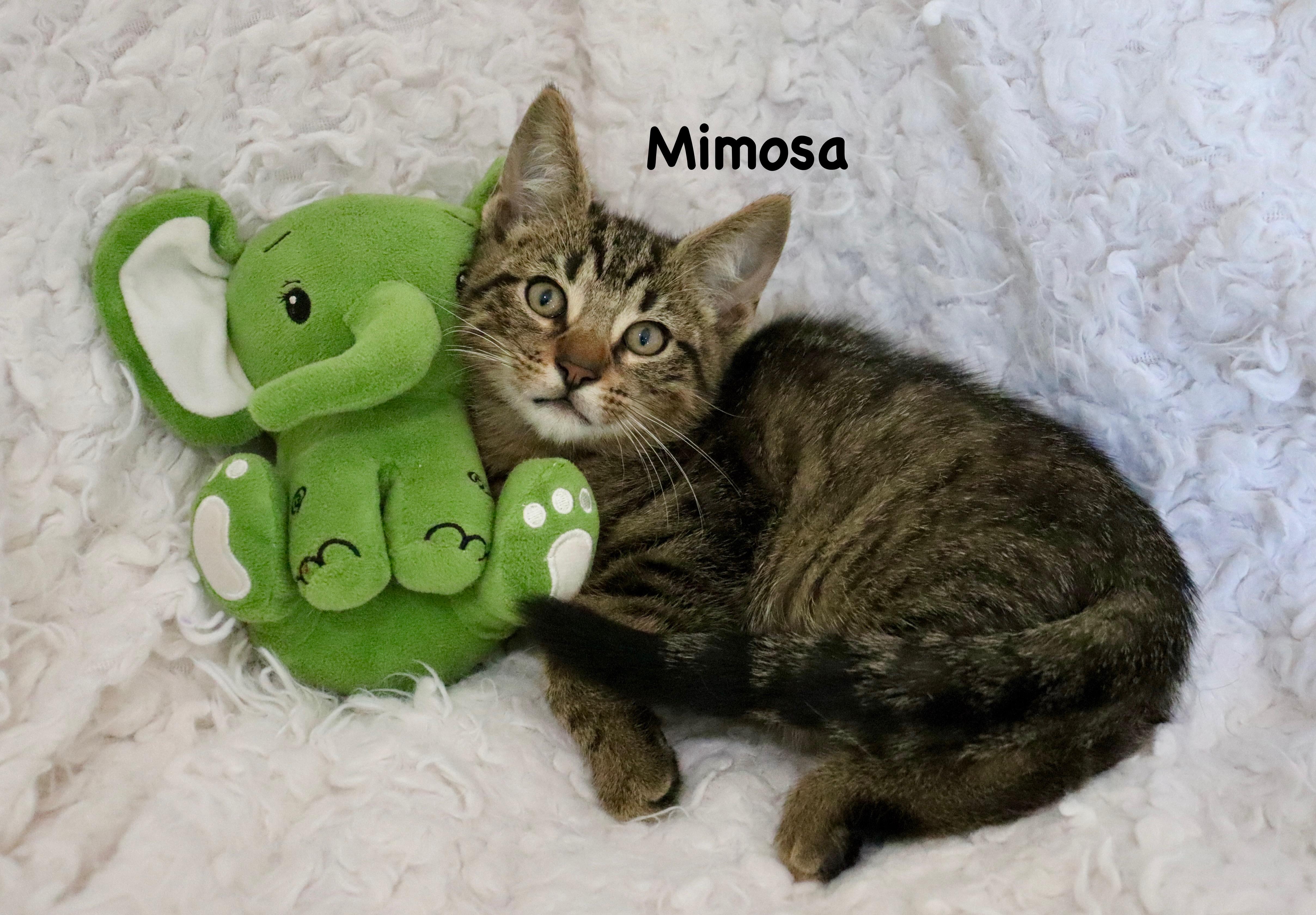 Enlarge Mimosa, an adopted mixed breed in Saint Augustine, FL image 2/6