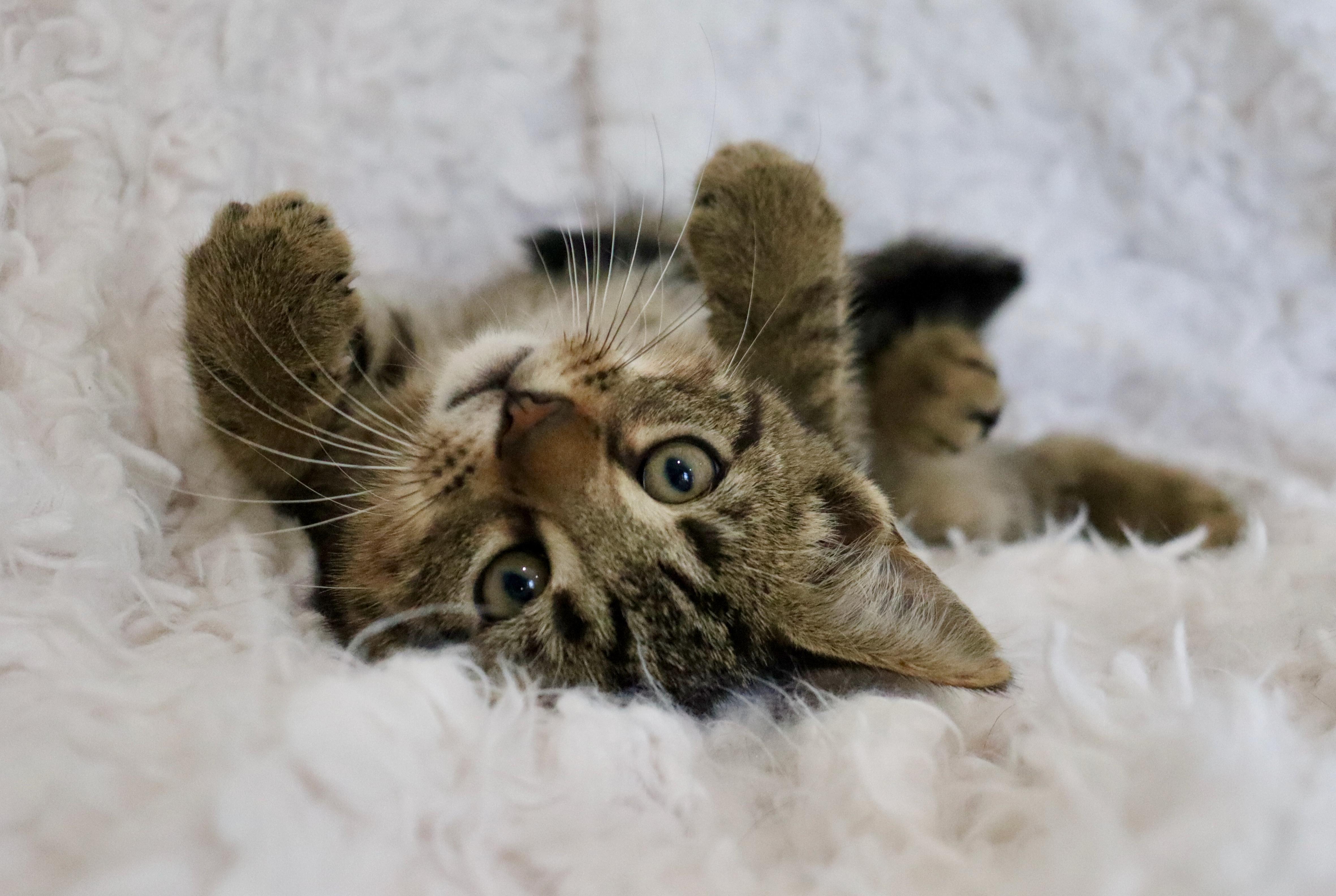 Mimosa, adopted, Kitten Male Tabby.