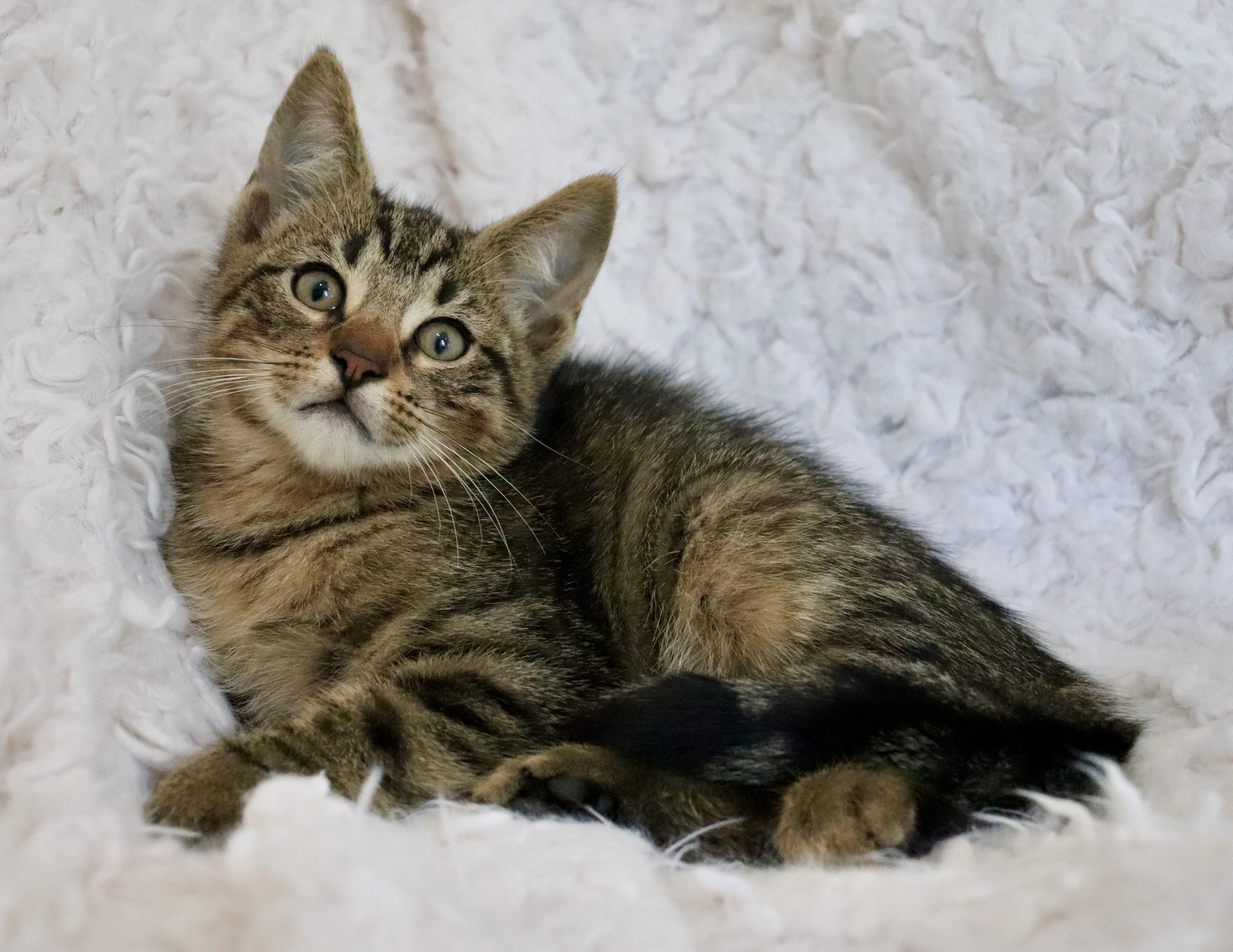 Enlarge Mimosa, an adopted mixed breed in Saint Augustine, FL image 5/6