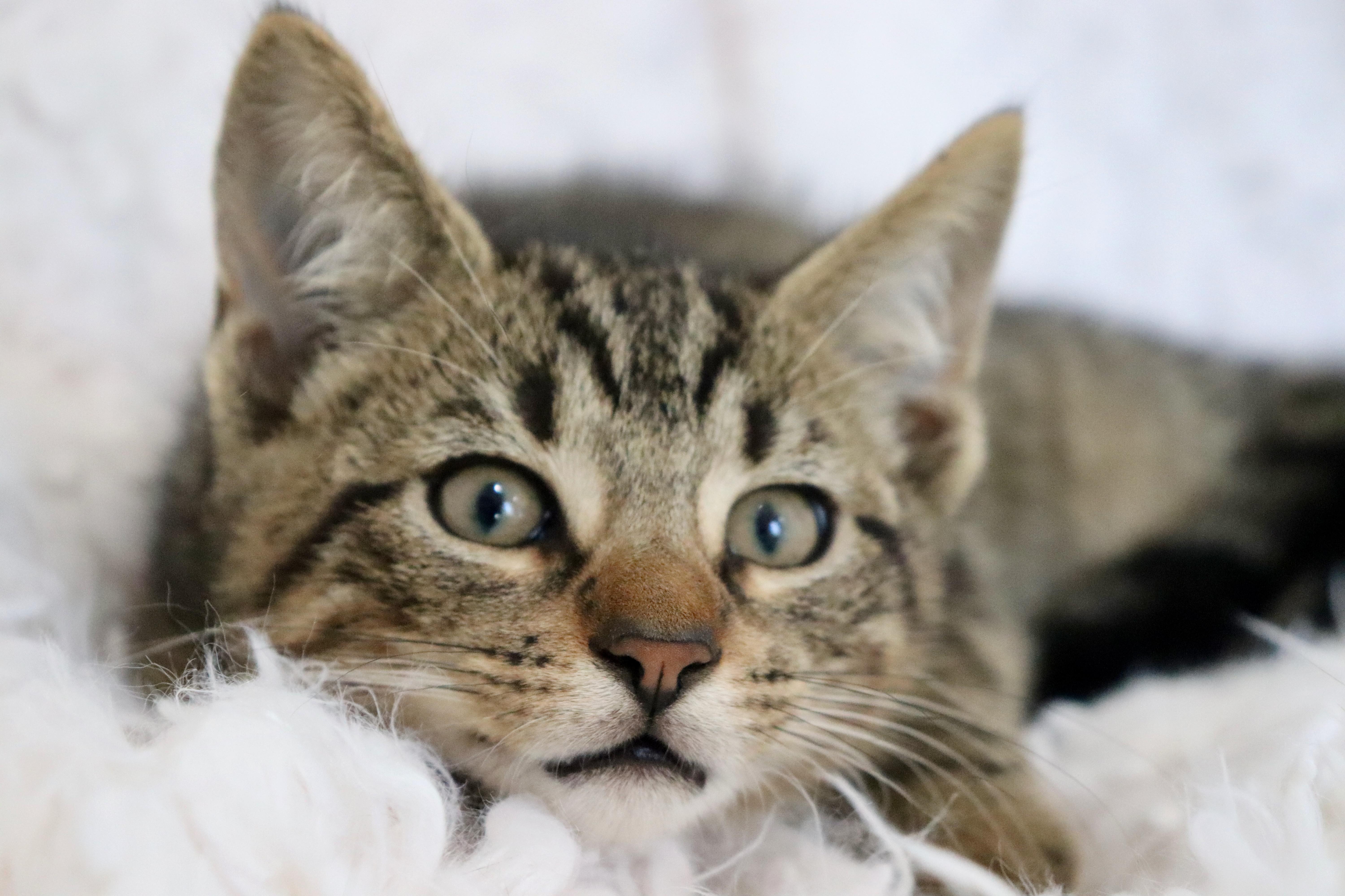 Enlarge Mimosa, an adopted mixed breed in Saint Augustine, FL image 6/6