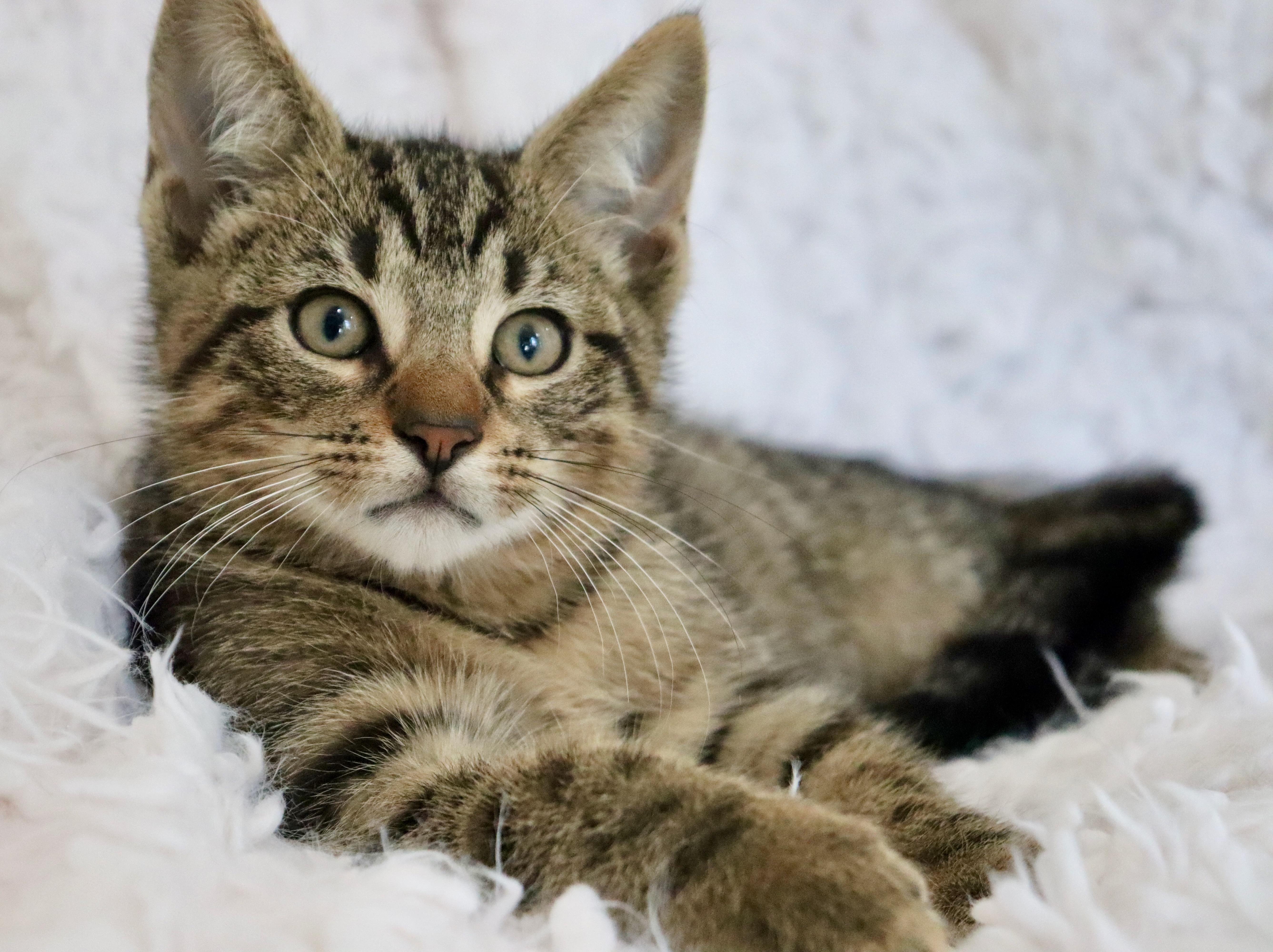 Enlarge Mimosa, an adopted mixed breed in Saint Augustine, FL image 3/6