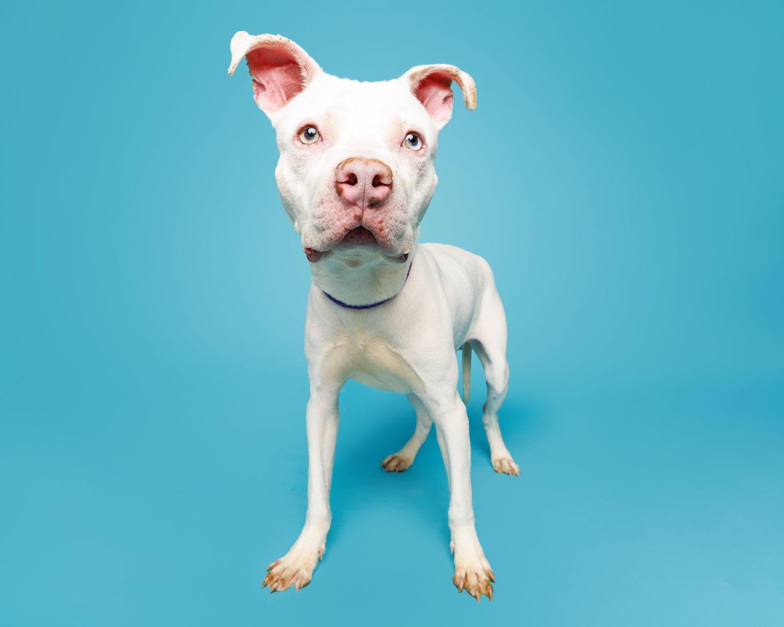 Enlarge Chester Cheeze, a Adoptable Mixed Breed in Durham, NC image 1/3