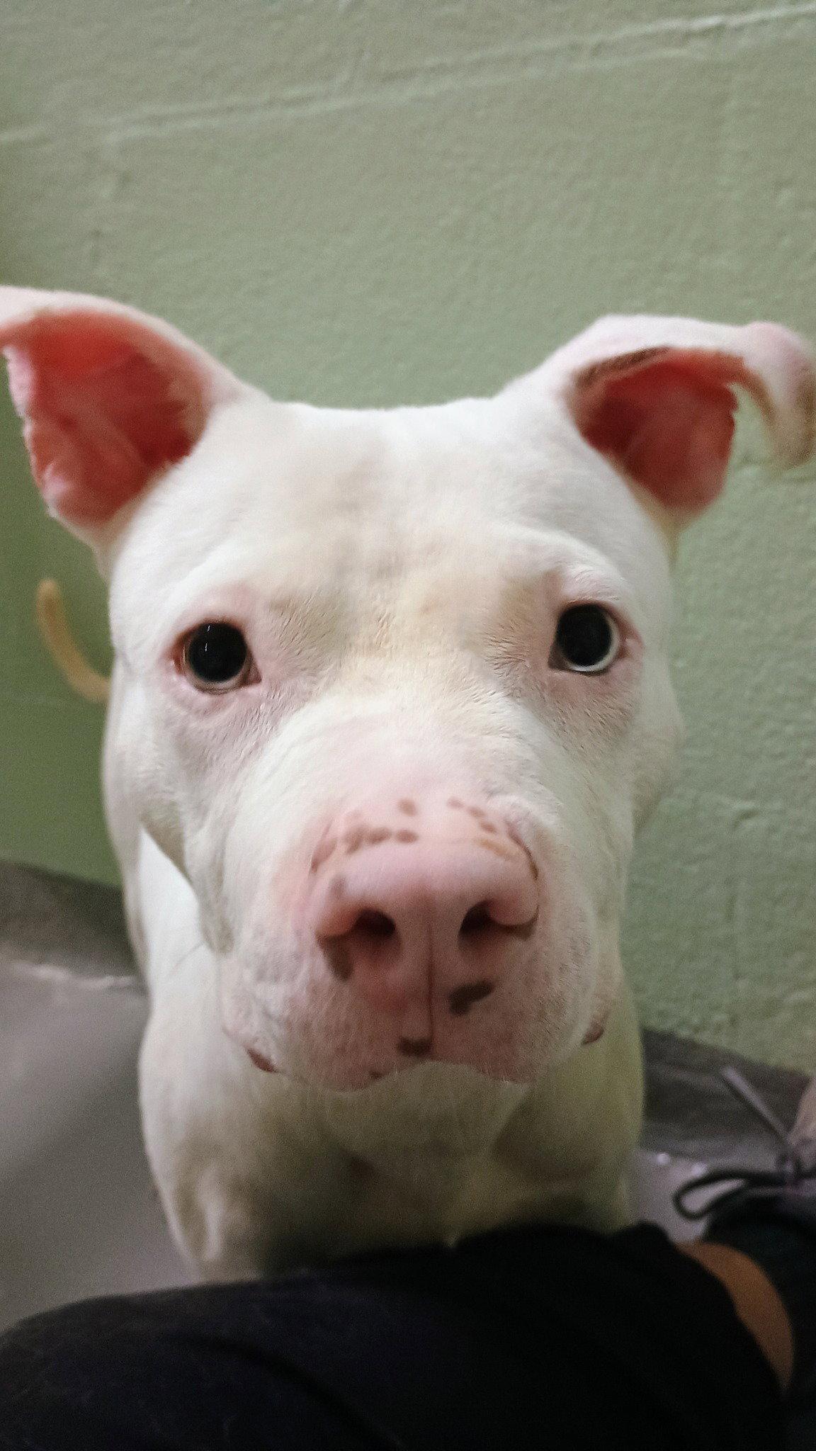 Enlarge Chester Cheeze, a Adoptable Mixed Breed in Durham, NC image 2/3