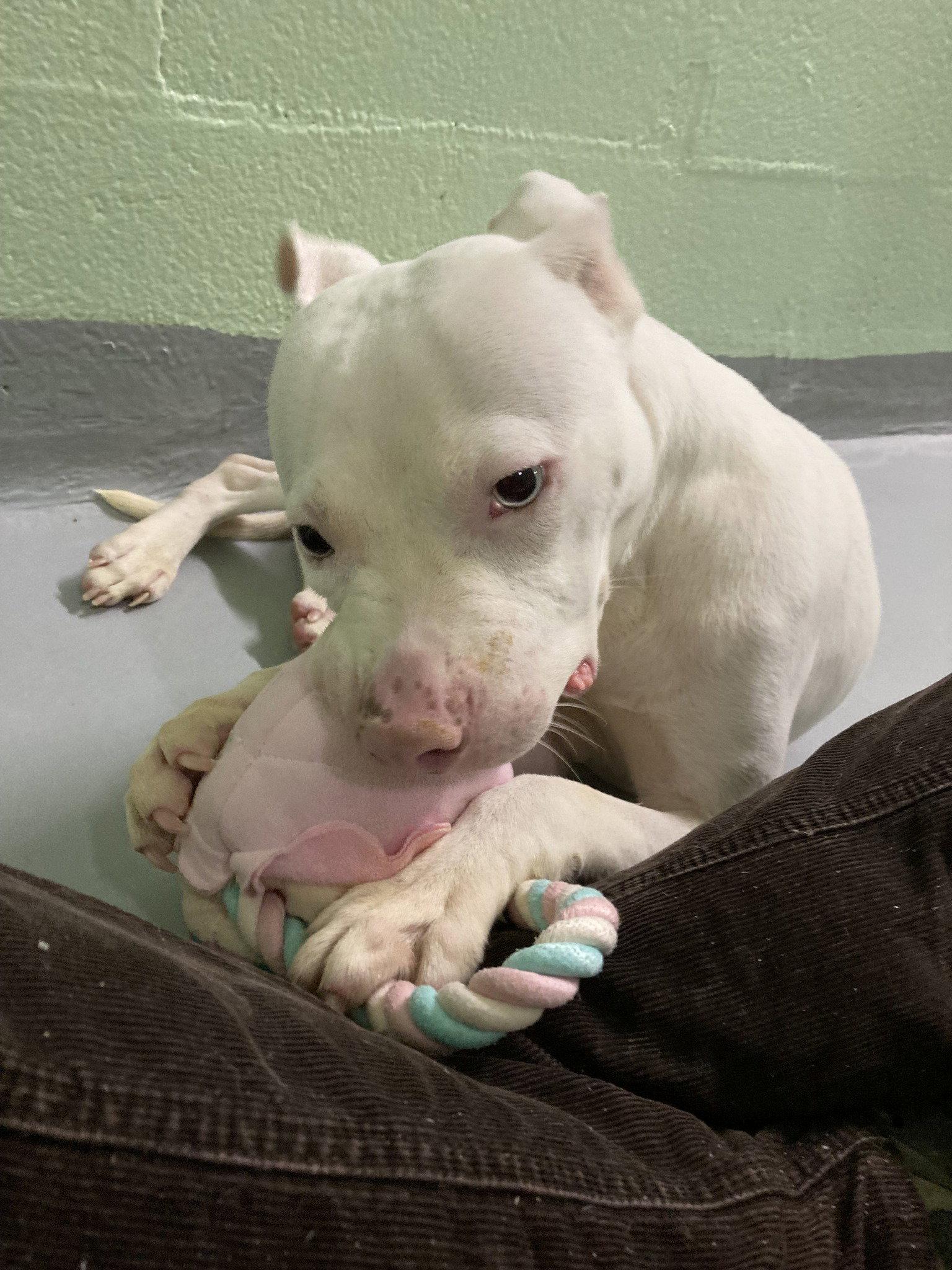 Enlarge Chester Cheeze, a Adoptable Mixed Breed in Durham, NC image 3/3