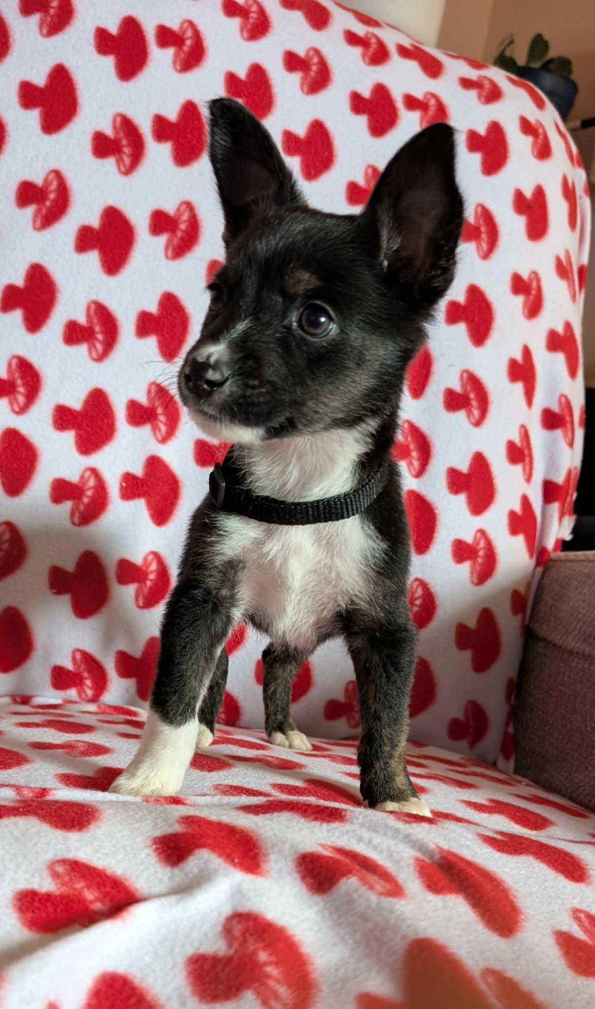 Onyx the tiny puppy, Adoptable, Puppy Male Chihuahua & Corgi.