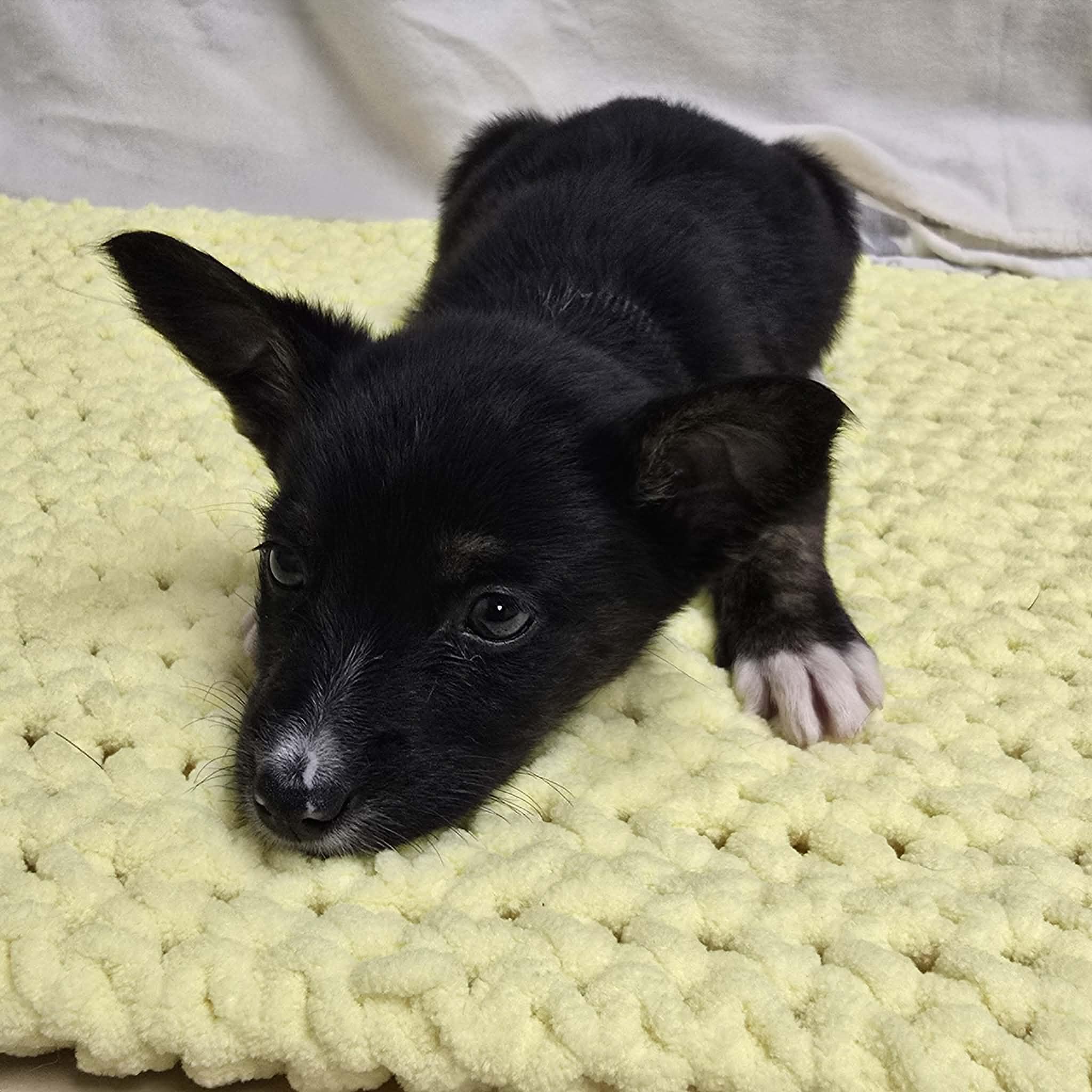 Enlarge Onyx the tiny puppy, a Adoptable mixed breed in Muskego, WI image 4/6