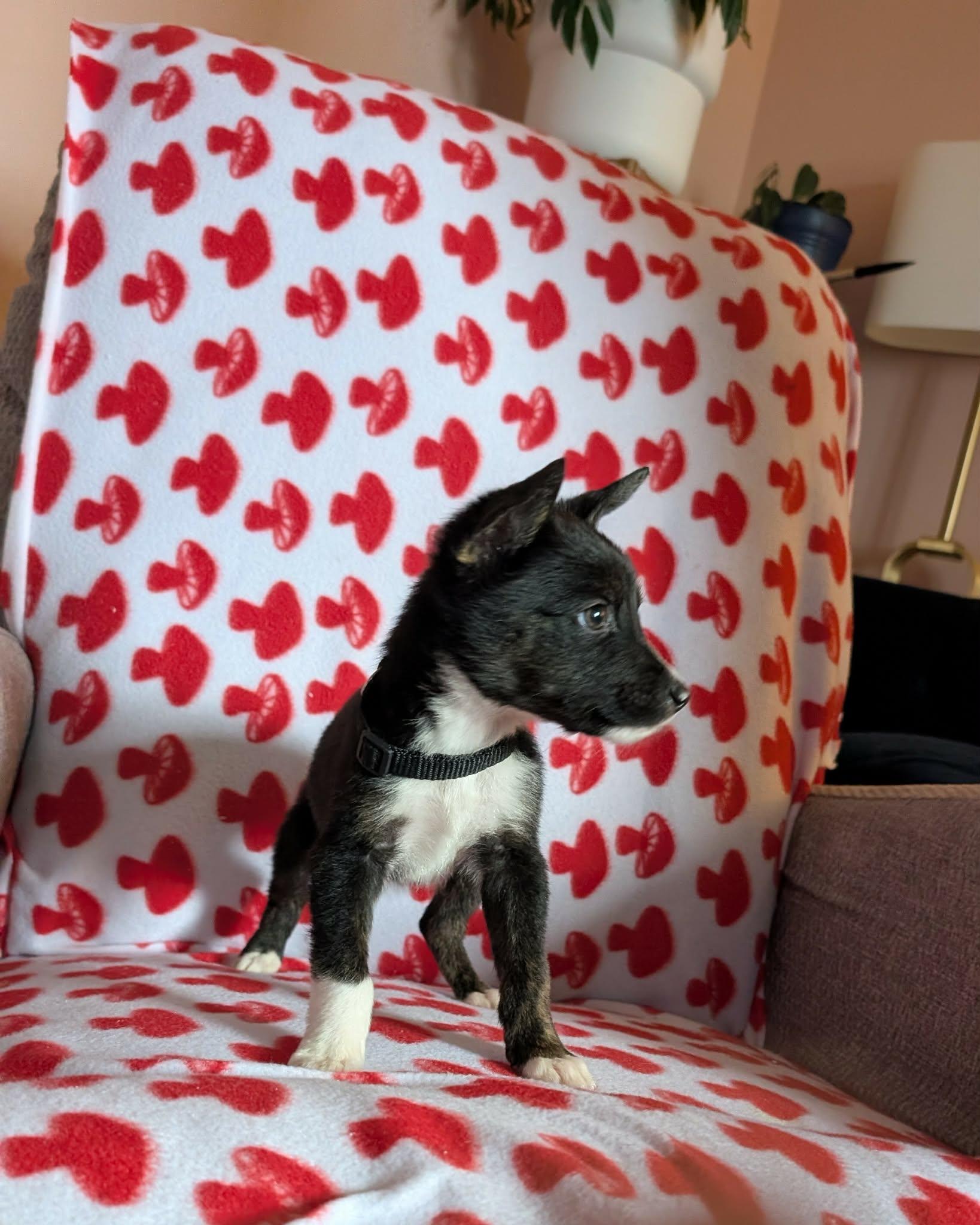 Enlarge Onyx the tiny puppy, a Adoptable mixed breed in Muskego, WI image 3/6