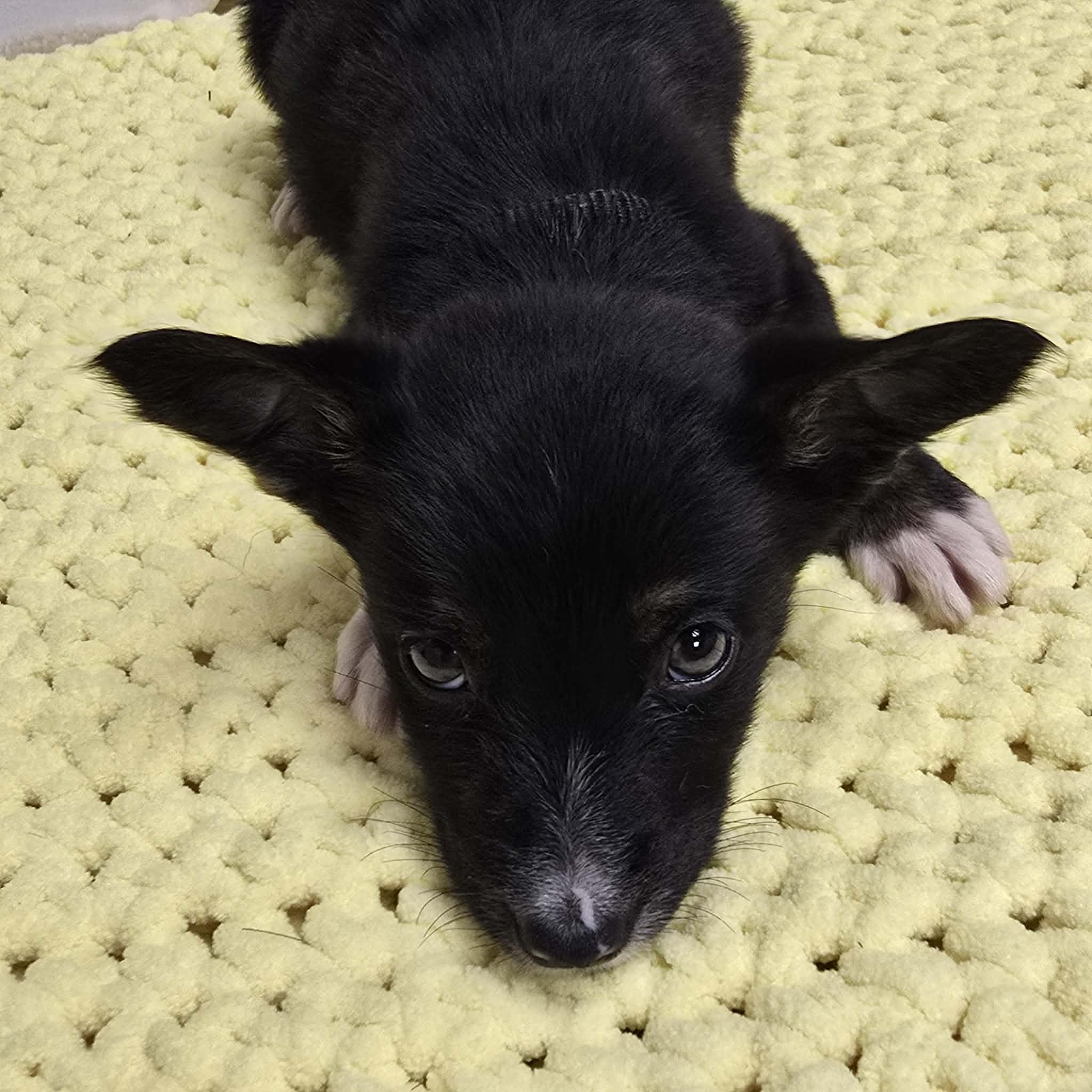 Enlarge Onyx the tiny puppy, a Adoptable mixed breed in Muskego, WI image 5/6