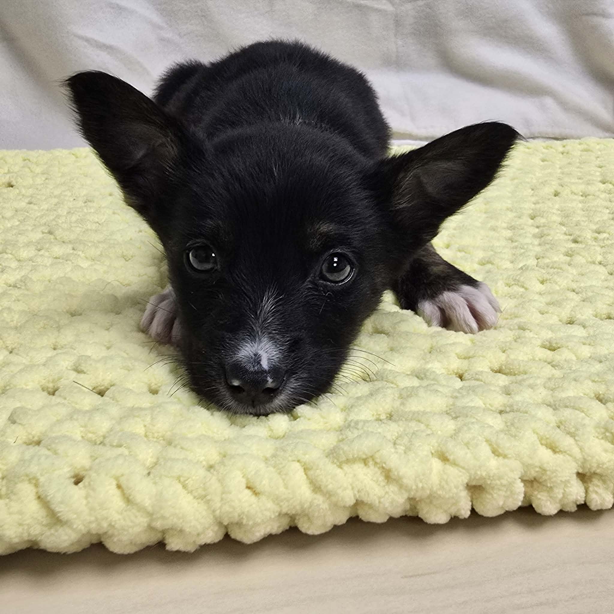Enlarge Onyx the tiny puppy, a Adoptable mixed breed in Muskego, WI image 2/6