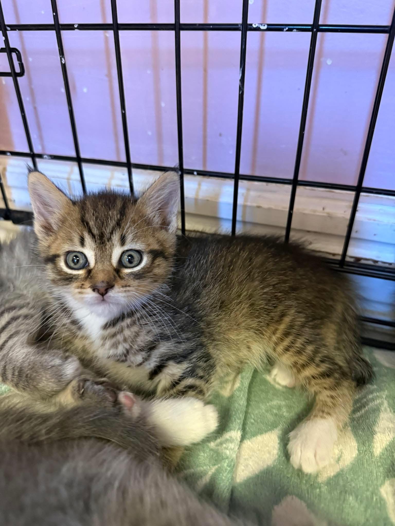 Corona, adopted, Young Female Domestic Short Hair.