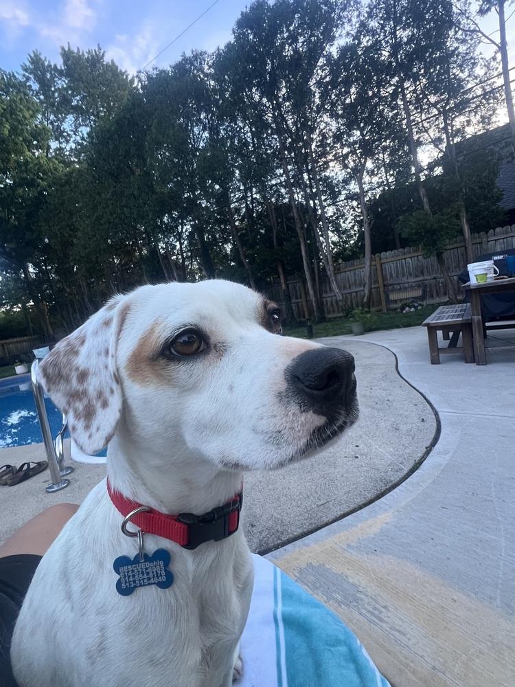 Dawn, Adoptable, Young Female Beagle.