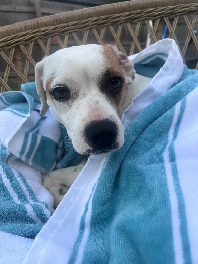 Dawn, a Adoptable mixed breed in New Albany, OH image 4/4