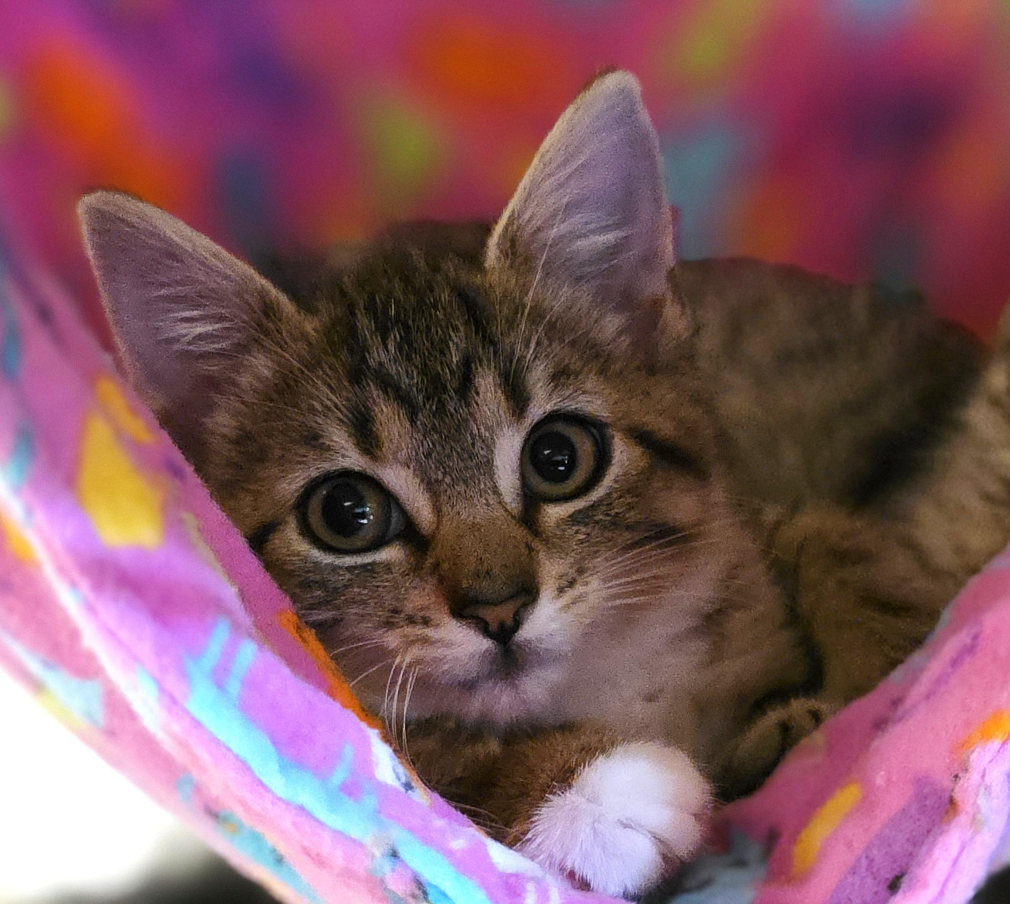 WILLOW, adopted, Kitten Female Domestic Short Hair.