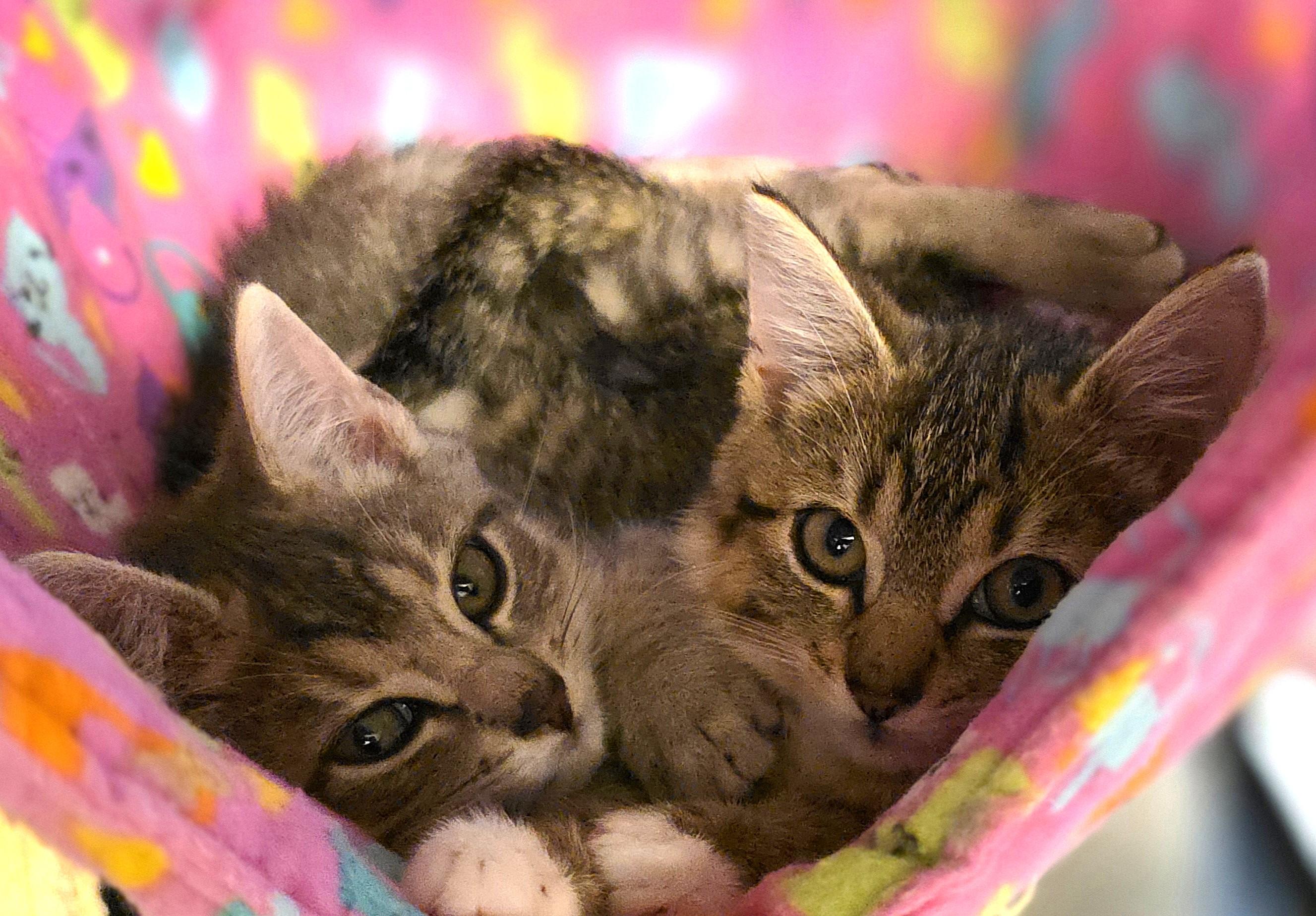 WILLOW, Adoptable, Kitten Female Domestic Short Hair.