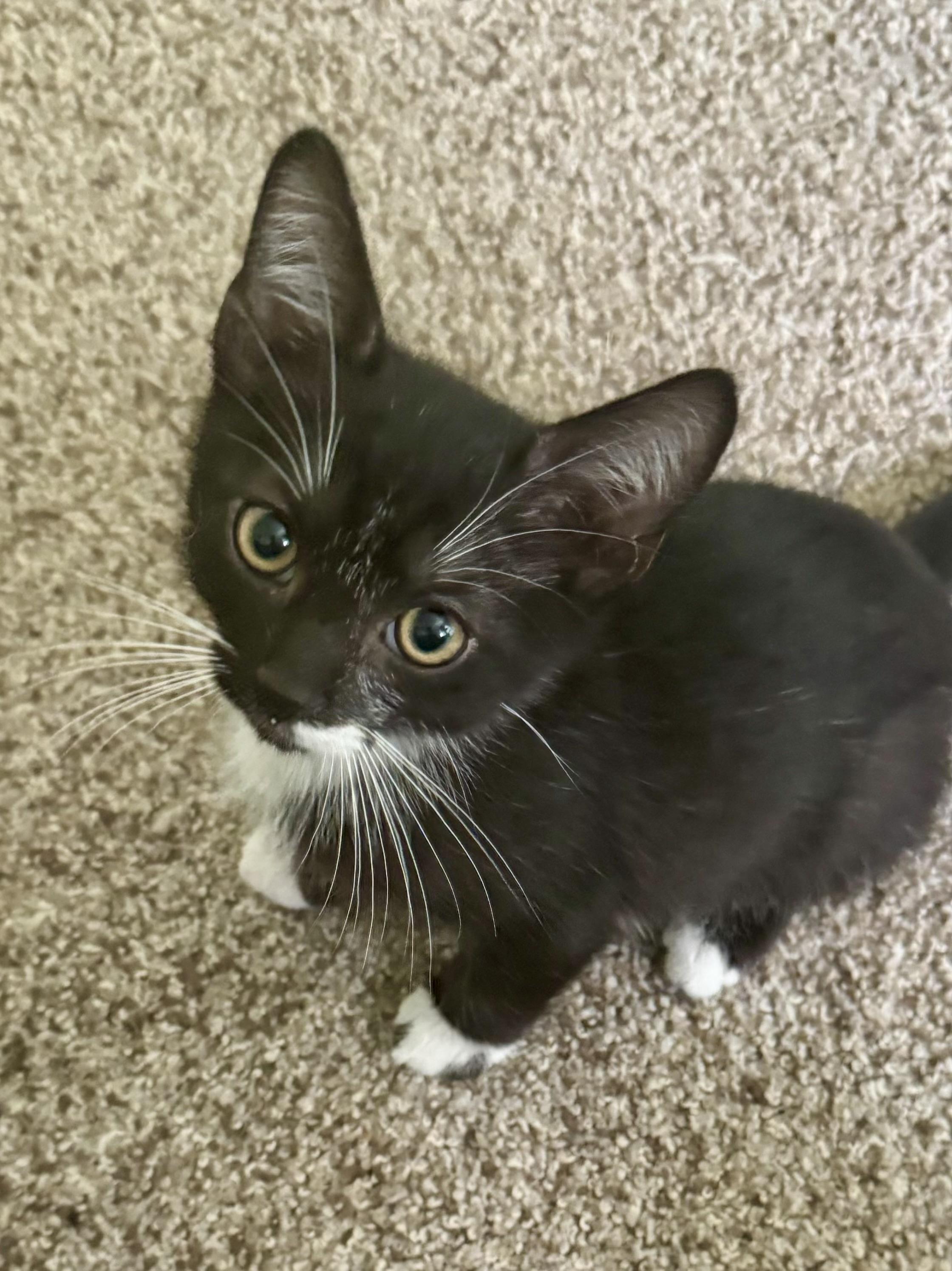 Pepper, a ADOPTABLE Tuxedo in Woodinville, WA image 2/4