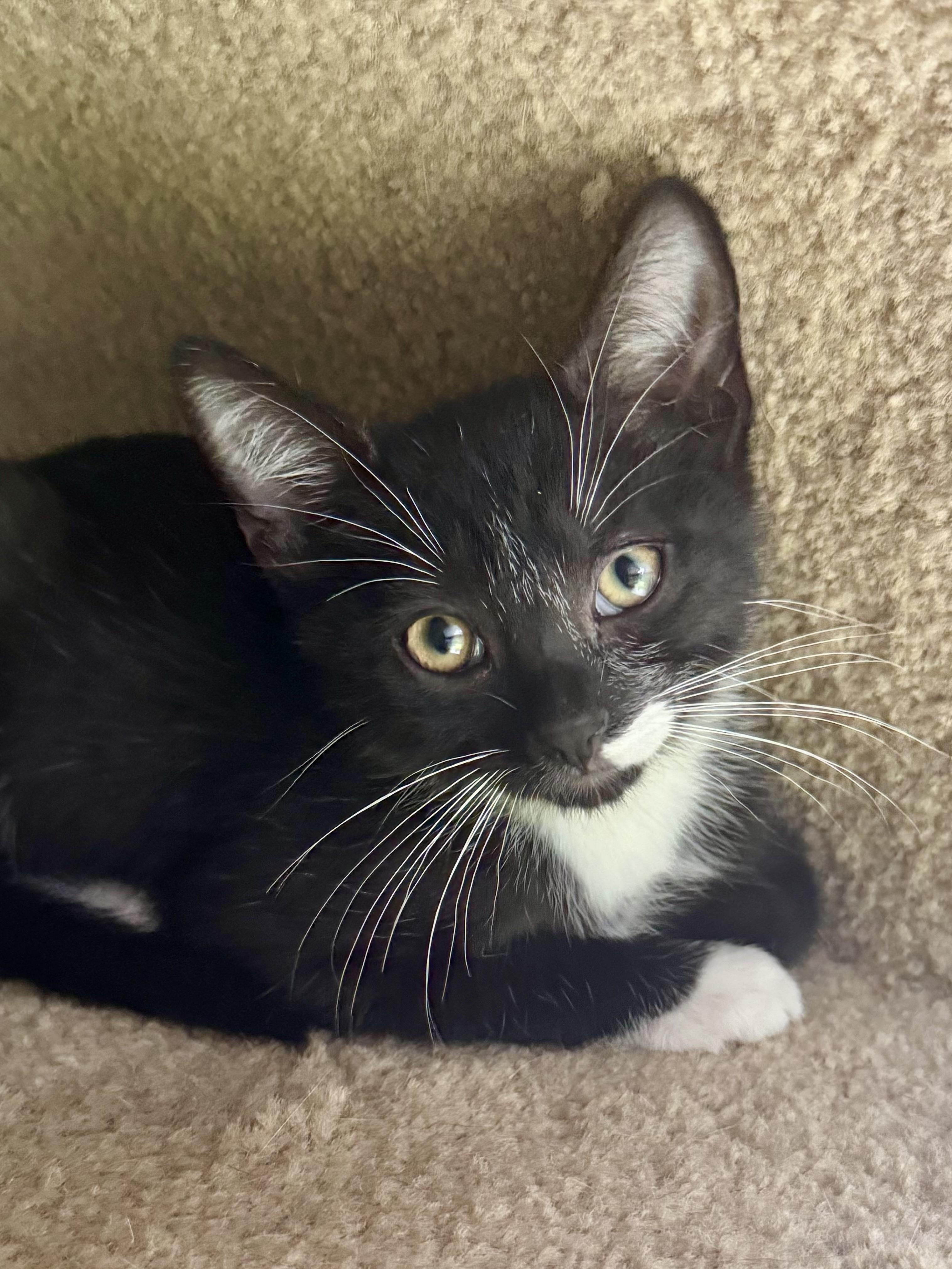 Pepper, ADOPTABLE, Kitten Male Tuxedo.